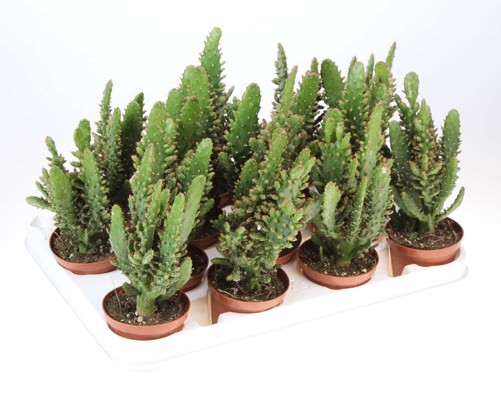 Opuntia Monacantha, D 8,5 cm