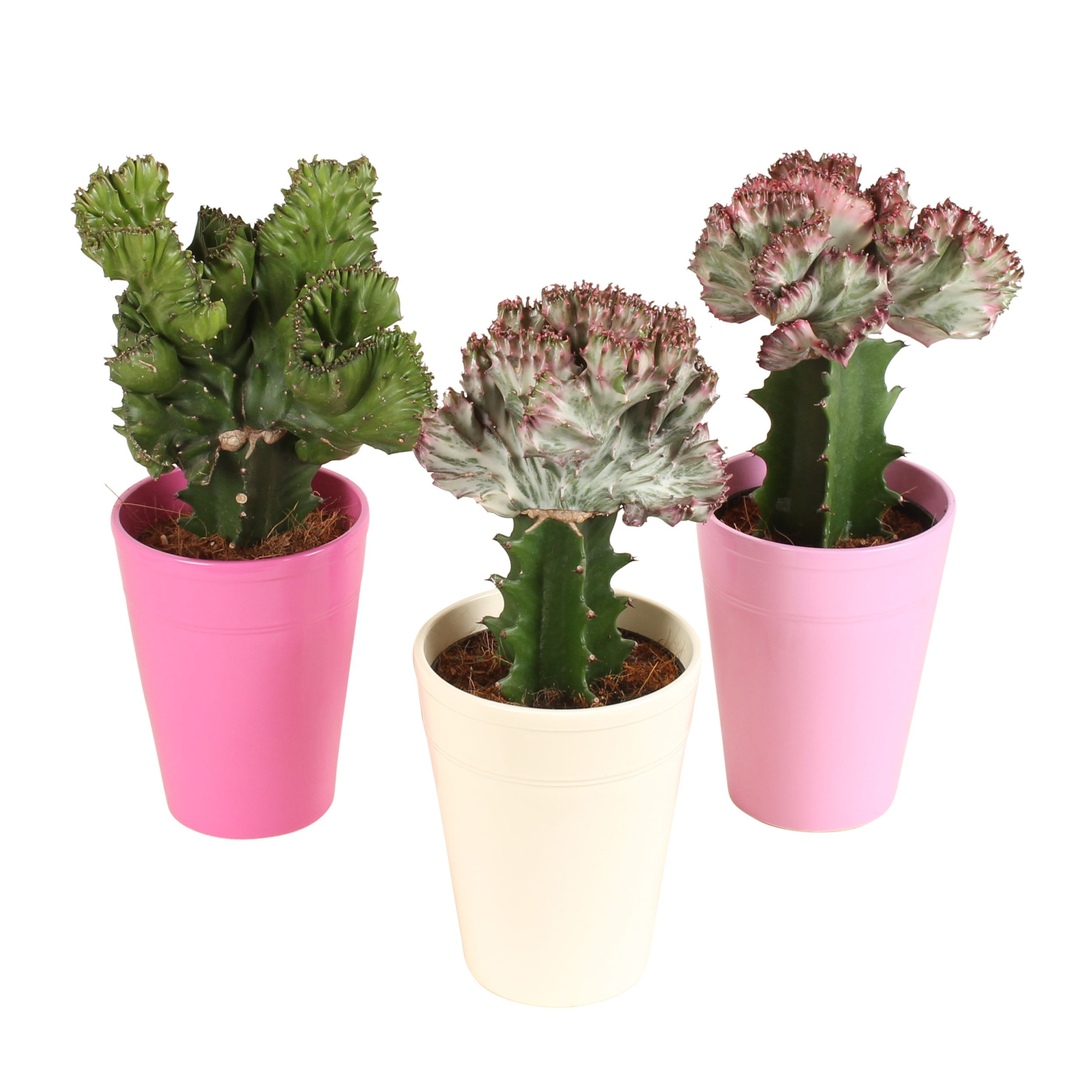 Cactus Euphorbia lactea Mix pot ø12cm in ø14cm Pax Pink mix, D 14