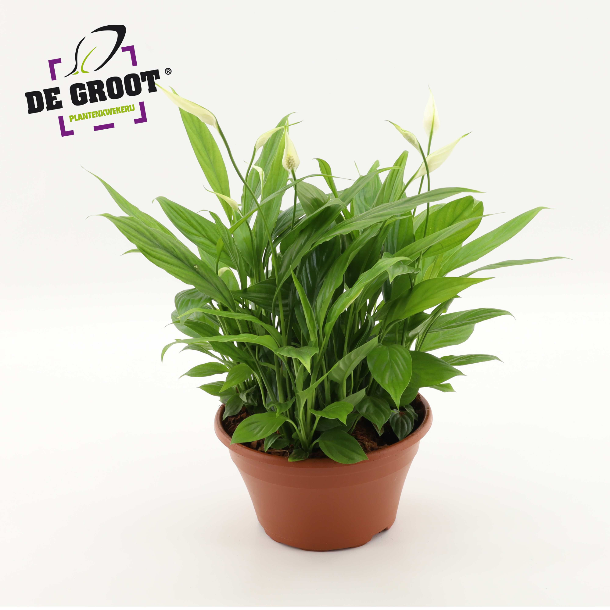 Spathiphyllum in kunststof schaal, D 23 cm