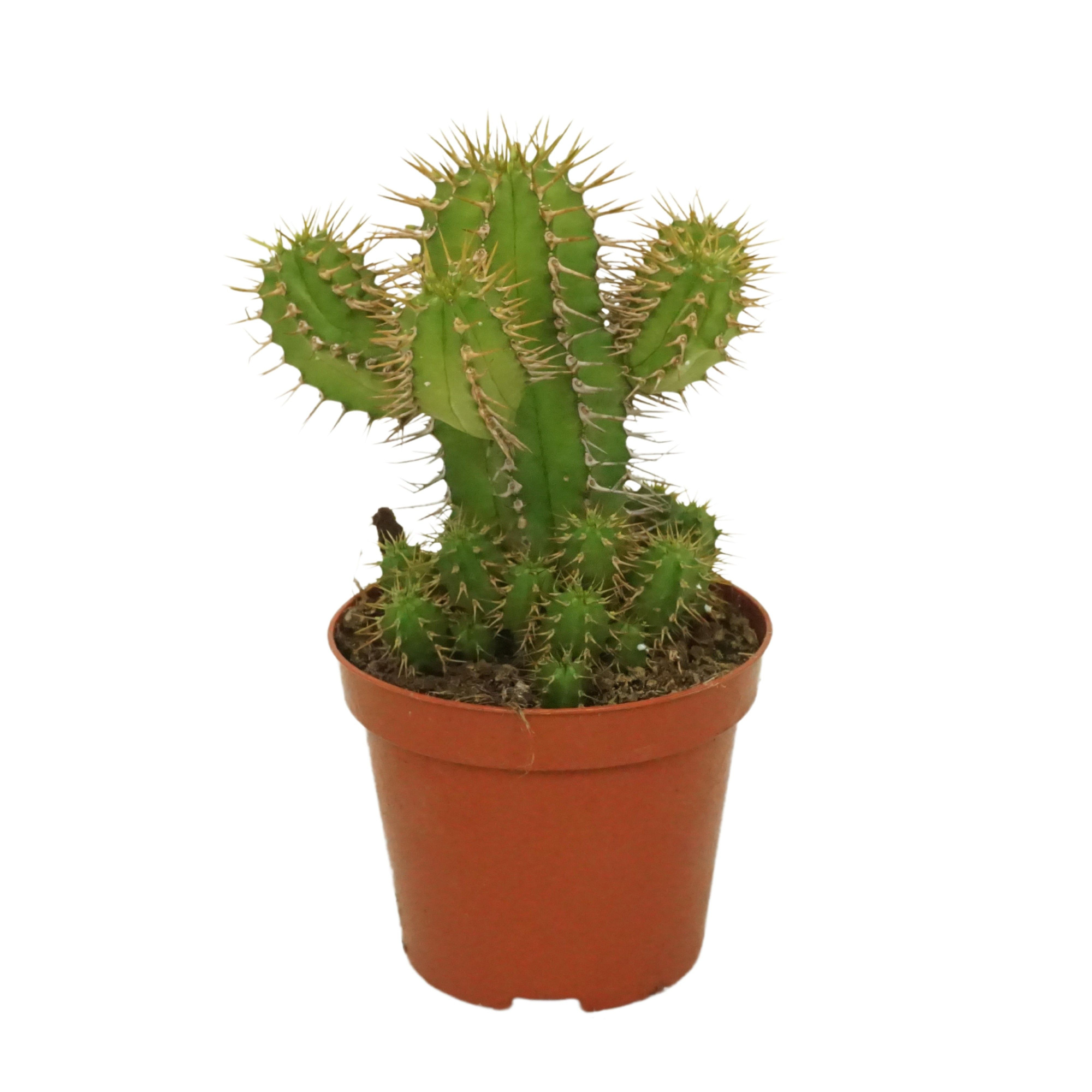 Euphorbia fruticosa 8,5 cm, D 8,5 cm