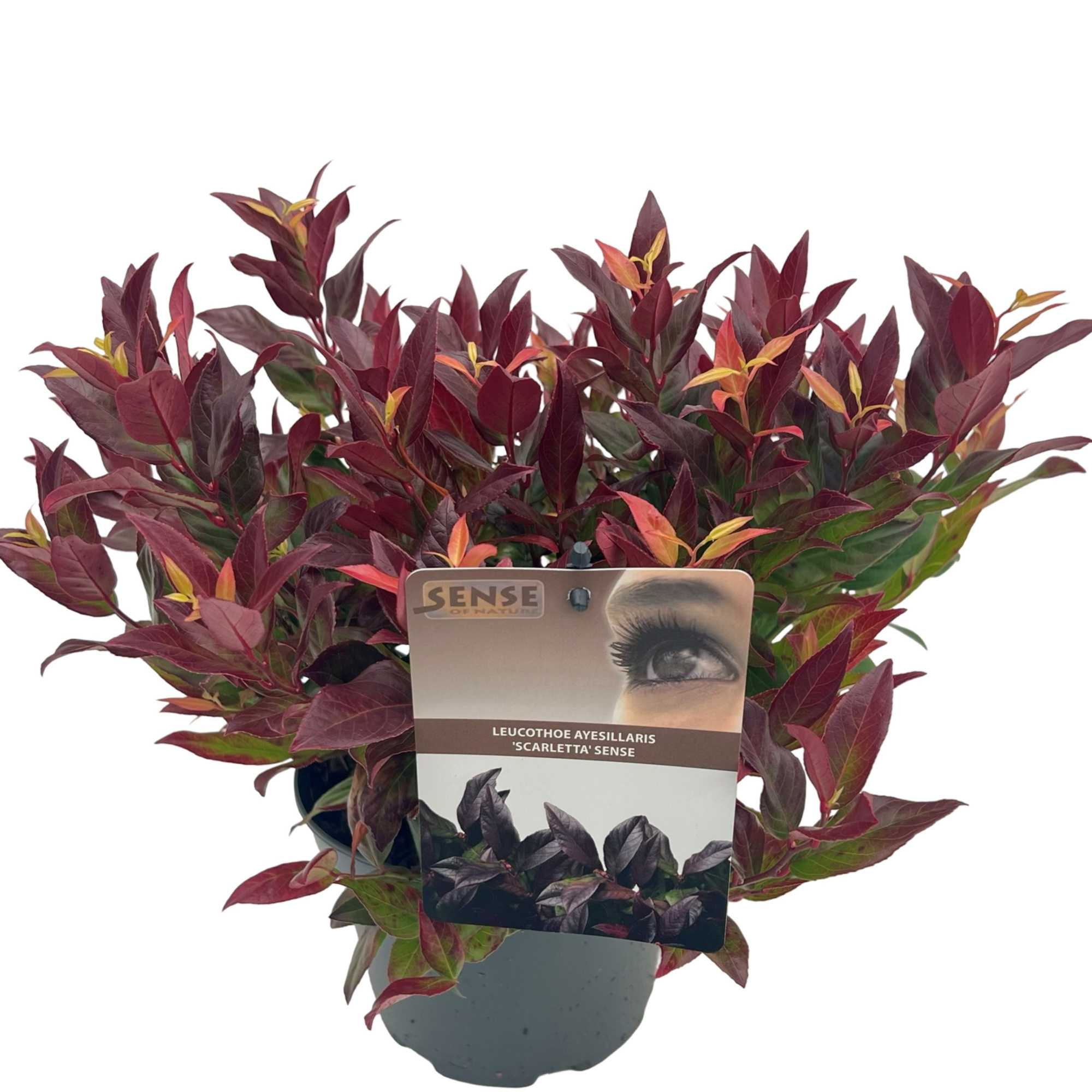 Leucothoe 'Scarletta' sense, D 17 cm