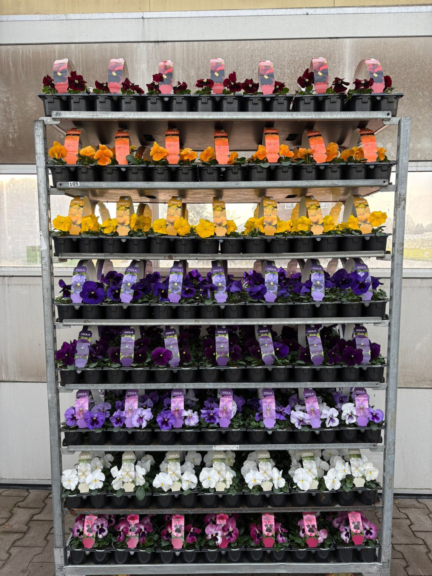 Sixpack Viola F1 Mix CC, D 9