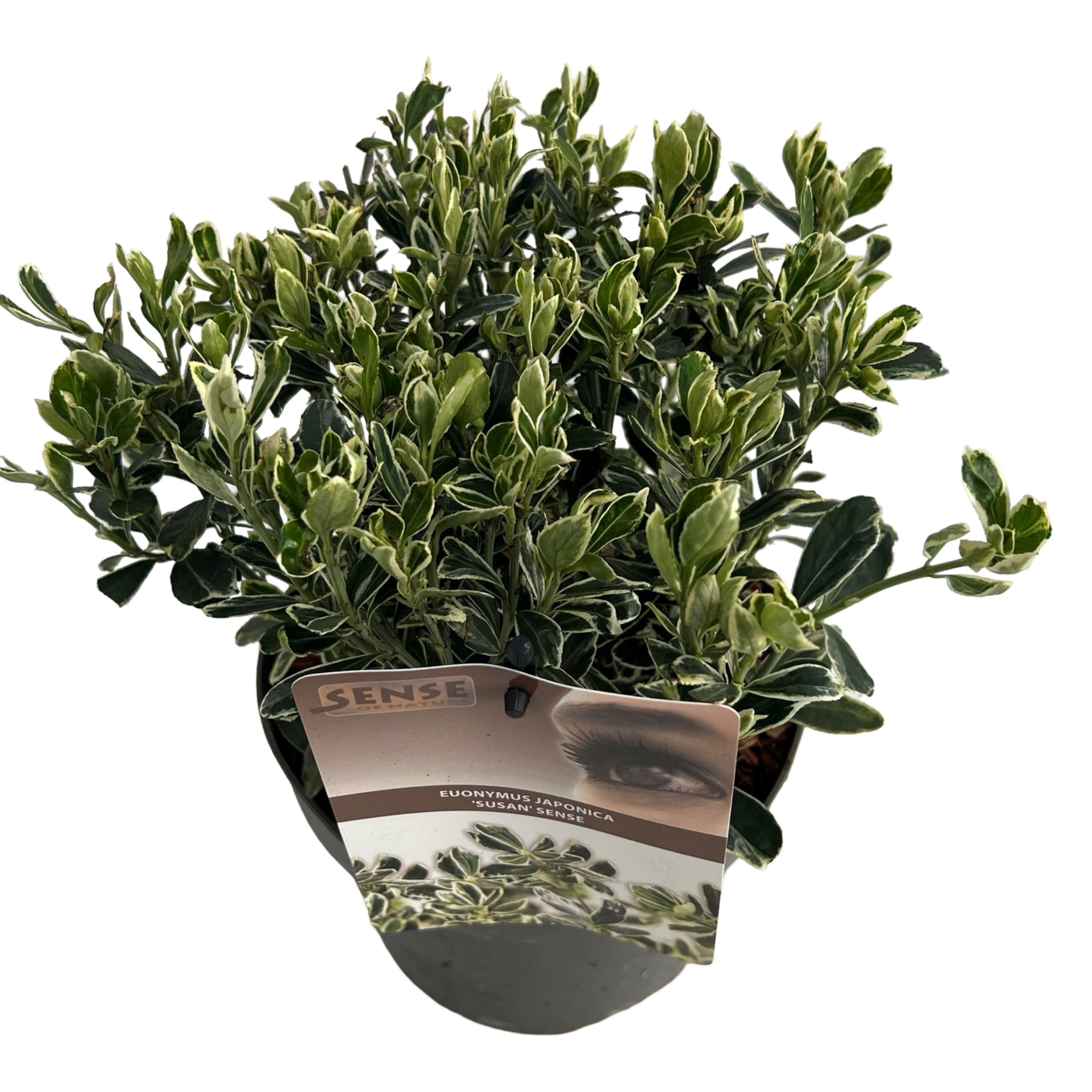 Euonymus jap. 'Susan' sense, D 17