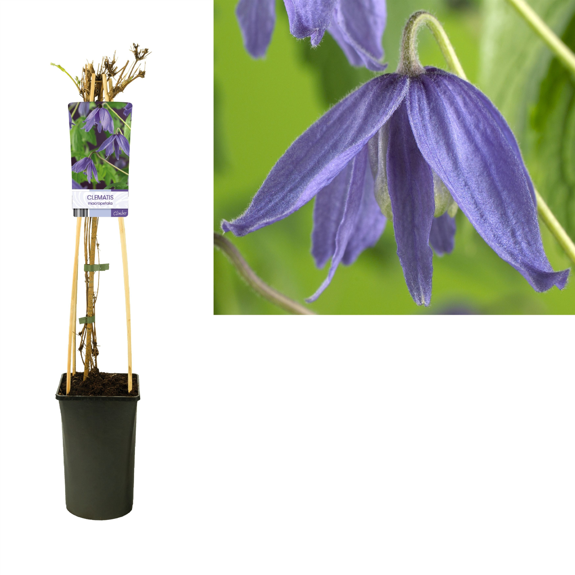 Clematis macropetala +light label, D 17