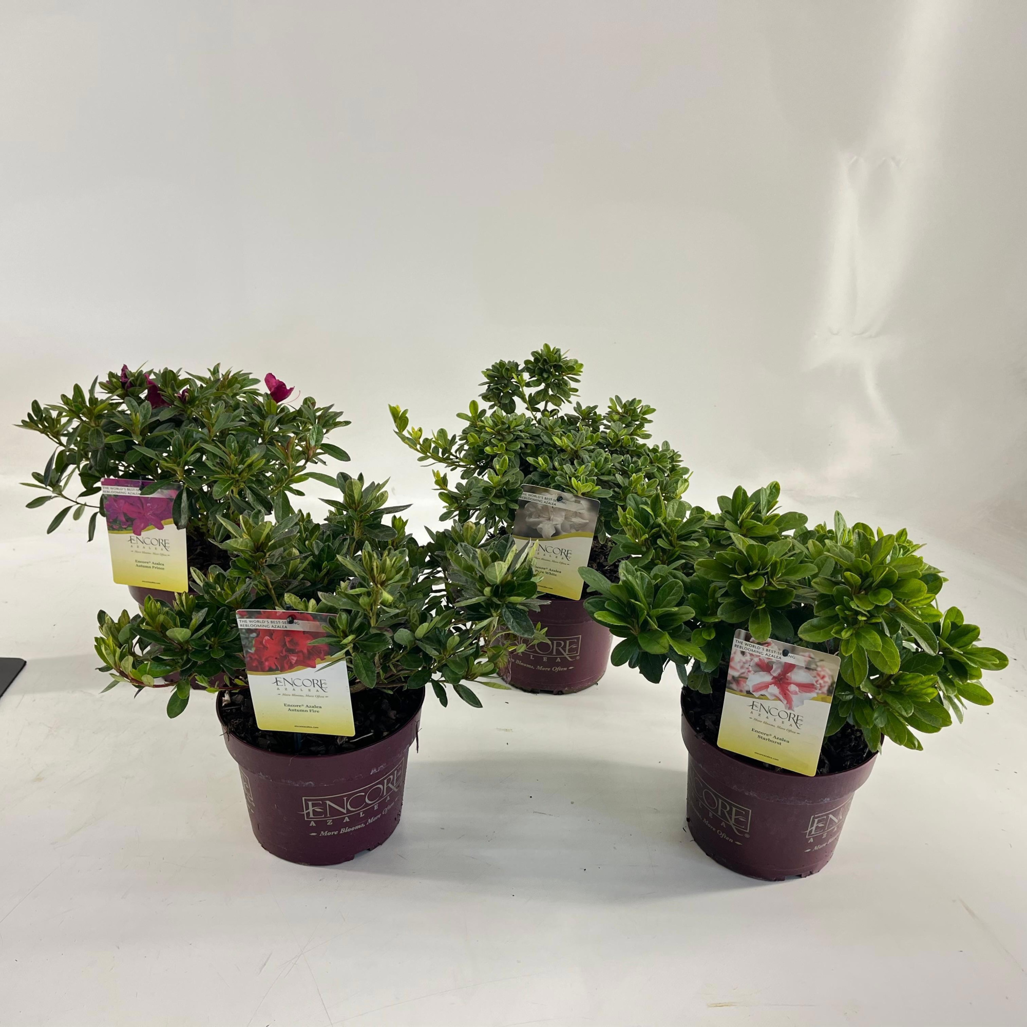 Rhododendron ENCORE® MIX P19, D 19 cm