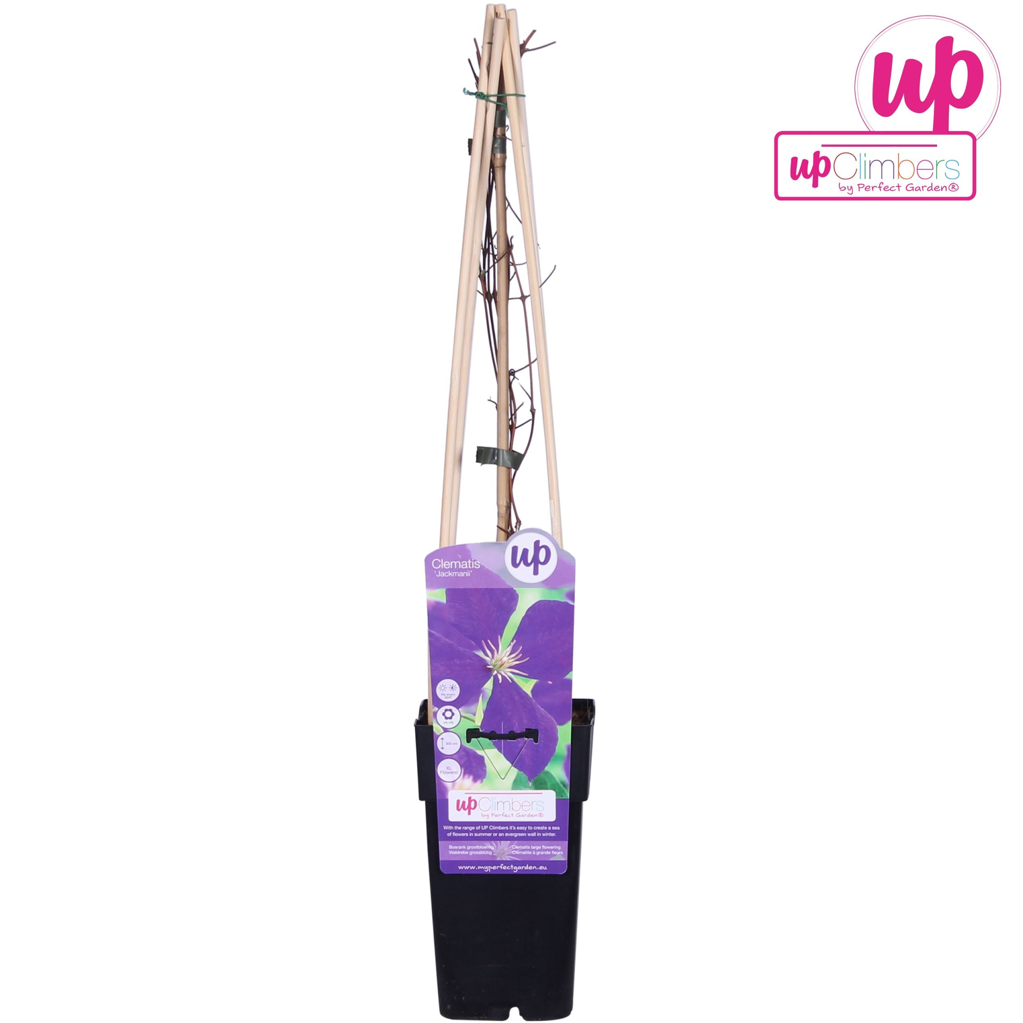 Clematis Jackmanii P15, D 15