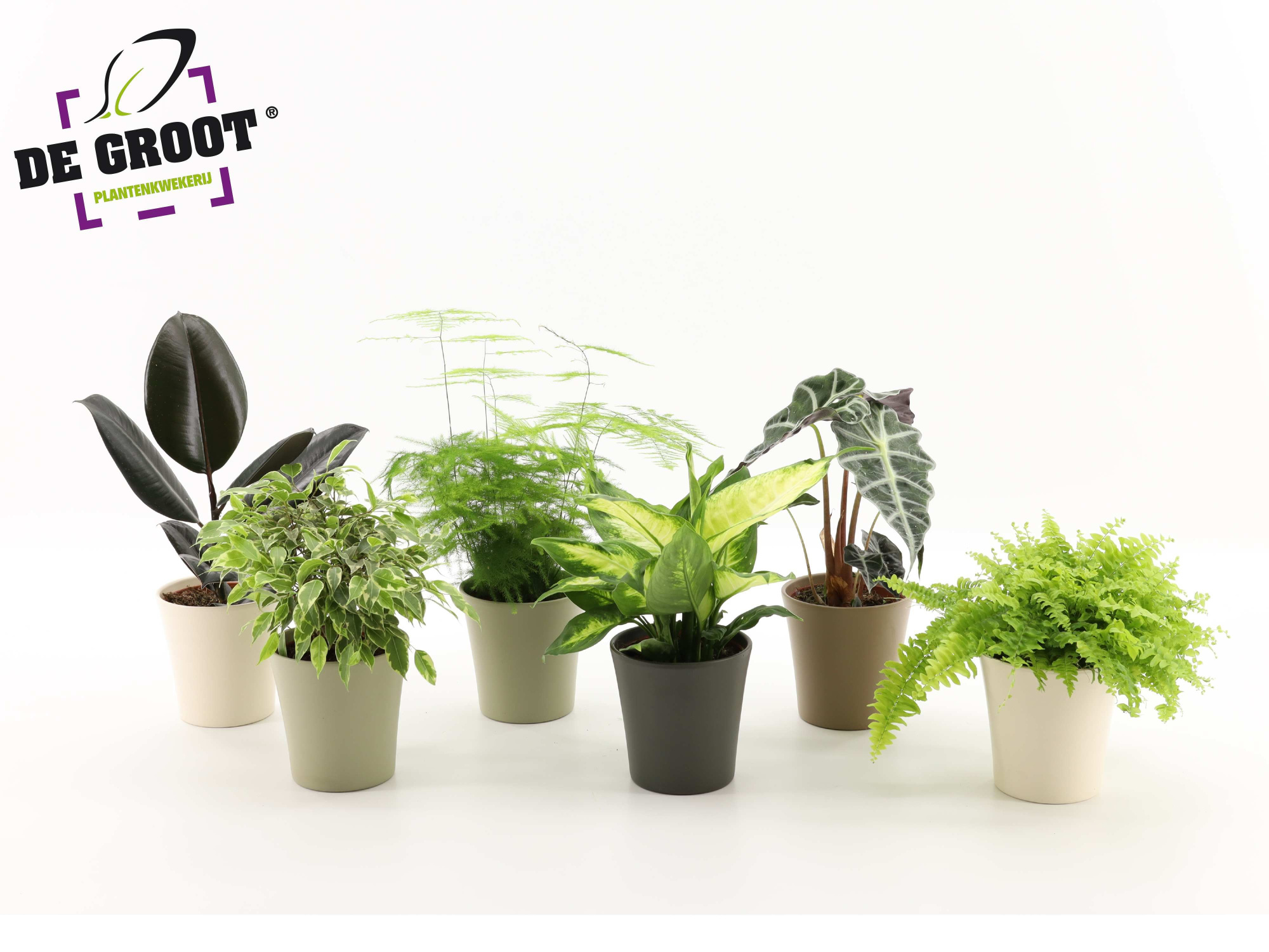 Kamerplanten gemengd keramiek, D 12 cm