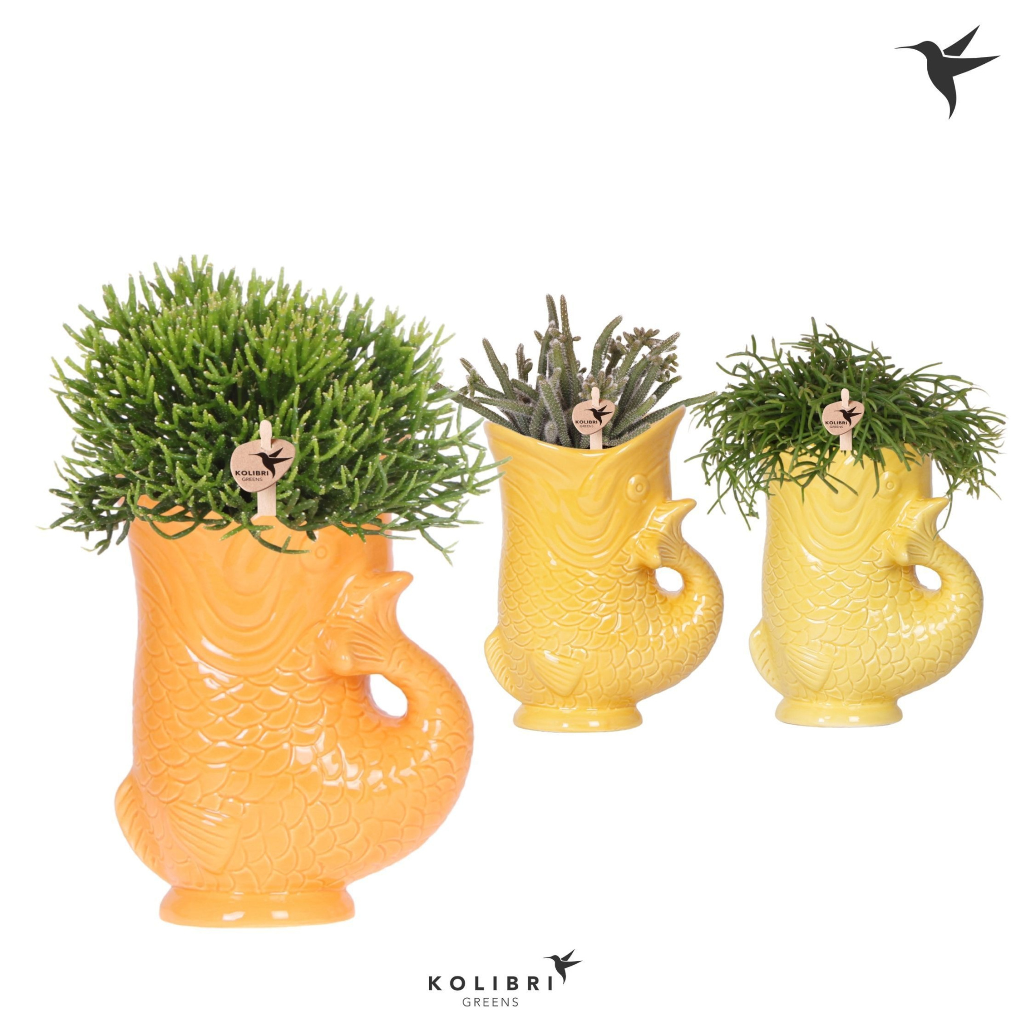 Kolibri Greens Rhipsalis mix in Fish pot yellow mix, D 9 cm