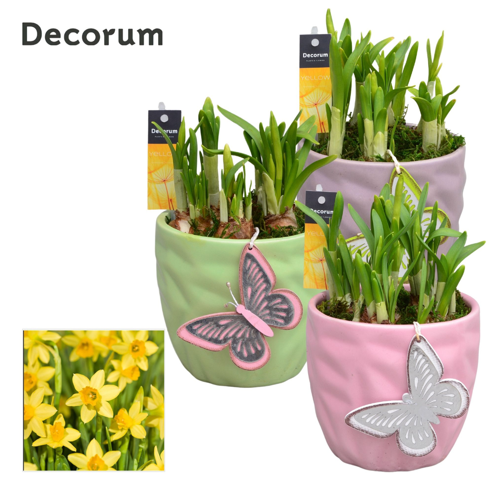 Narcis Natural Colour GM HL18467, D 13