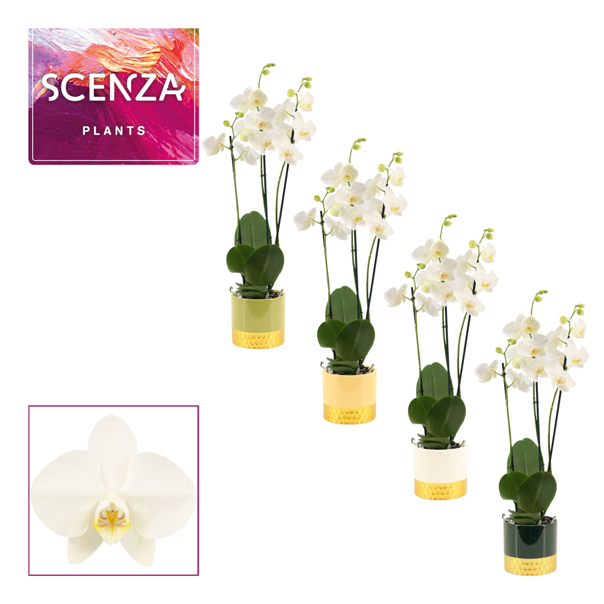 Phalaenopsis 3 tak 18+ wit in Frederique (Top blend-collection), D 12 cm