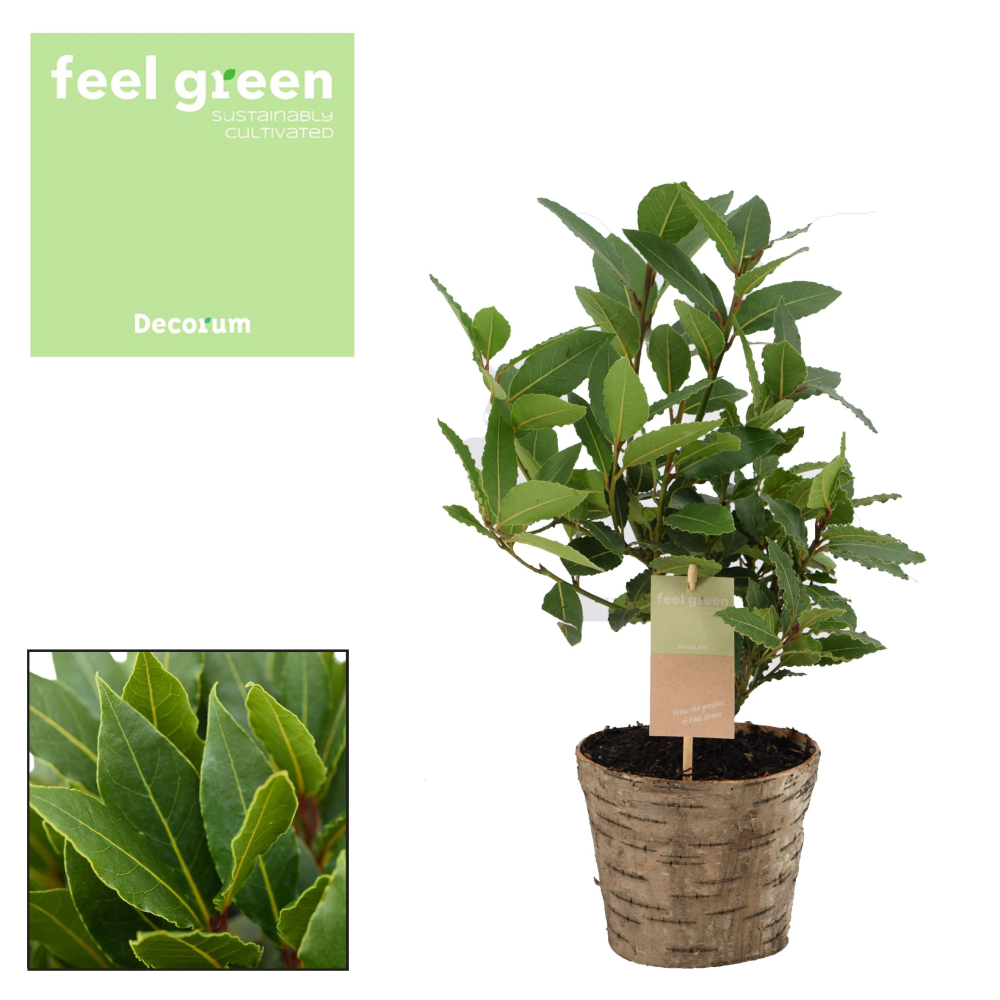 Laurus nobilis Struik houten sierpot, D 14 cm