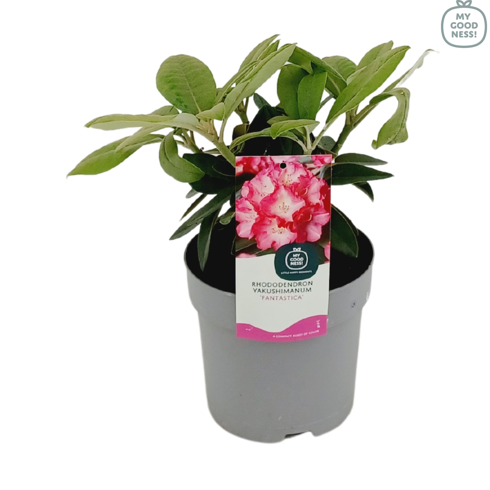 Rhododendron Yakushimanum 15-20 /1.5 liter 'Fantastica', D 15 cm