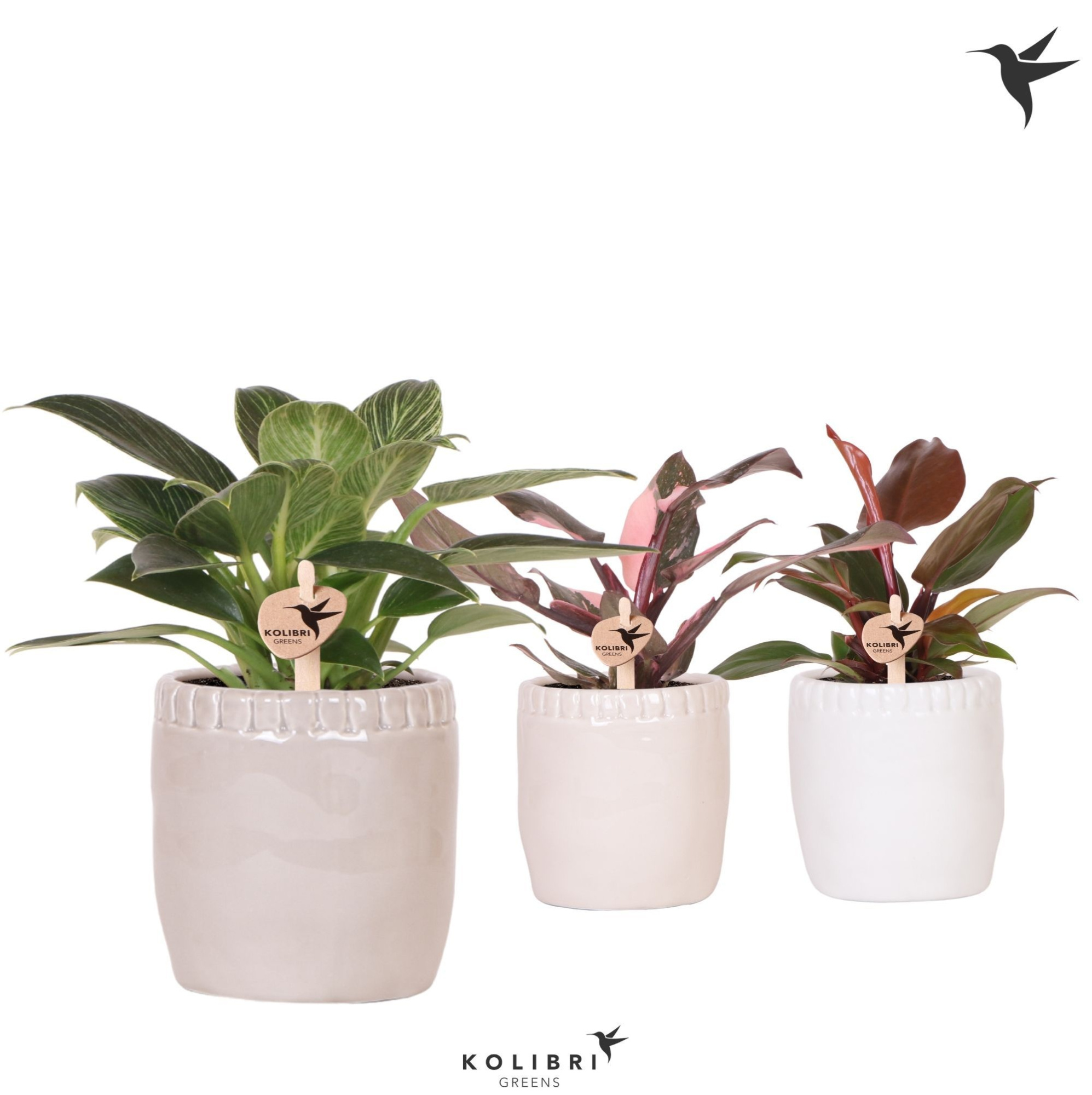 Kolibri Greens Philodendron mix in Stones pot mix, D 9 cm