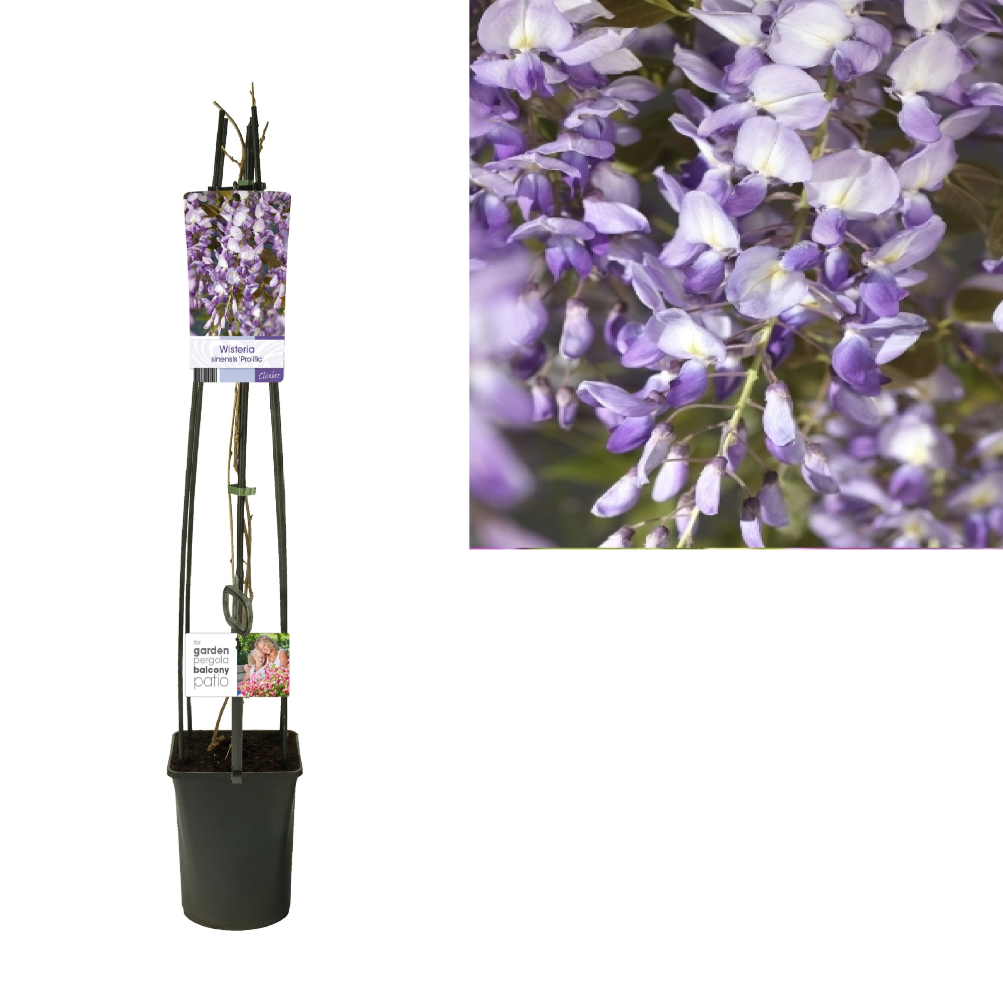 Wisteria sinensis 'Prolific' +light label, D 23 cm