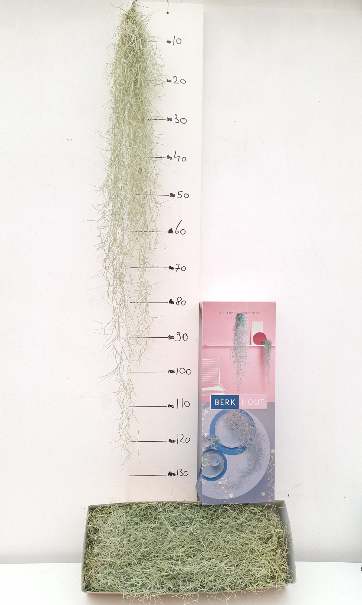 Tillandsia 120 cm, D 120 cm