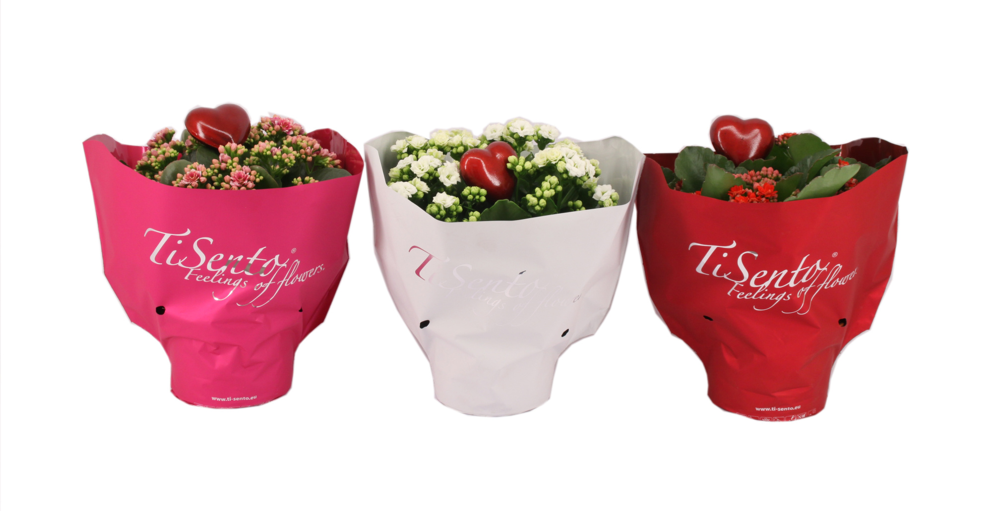 Calandiva 15 cm Mix Moederdag/Valentijn + steker, D 15