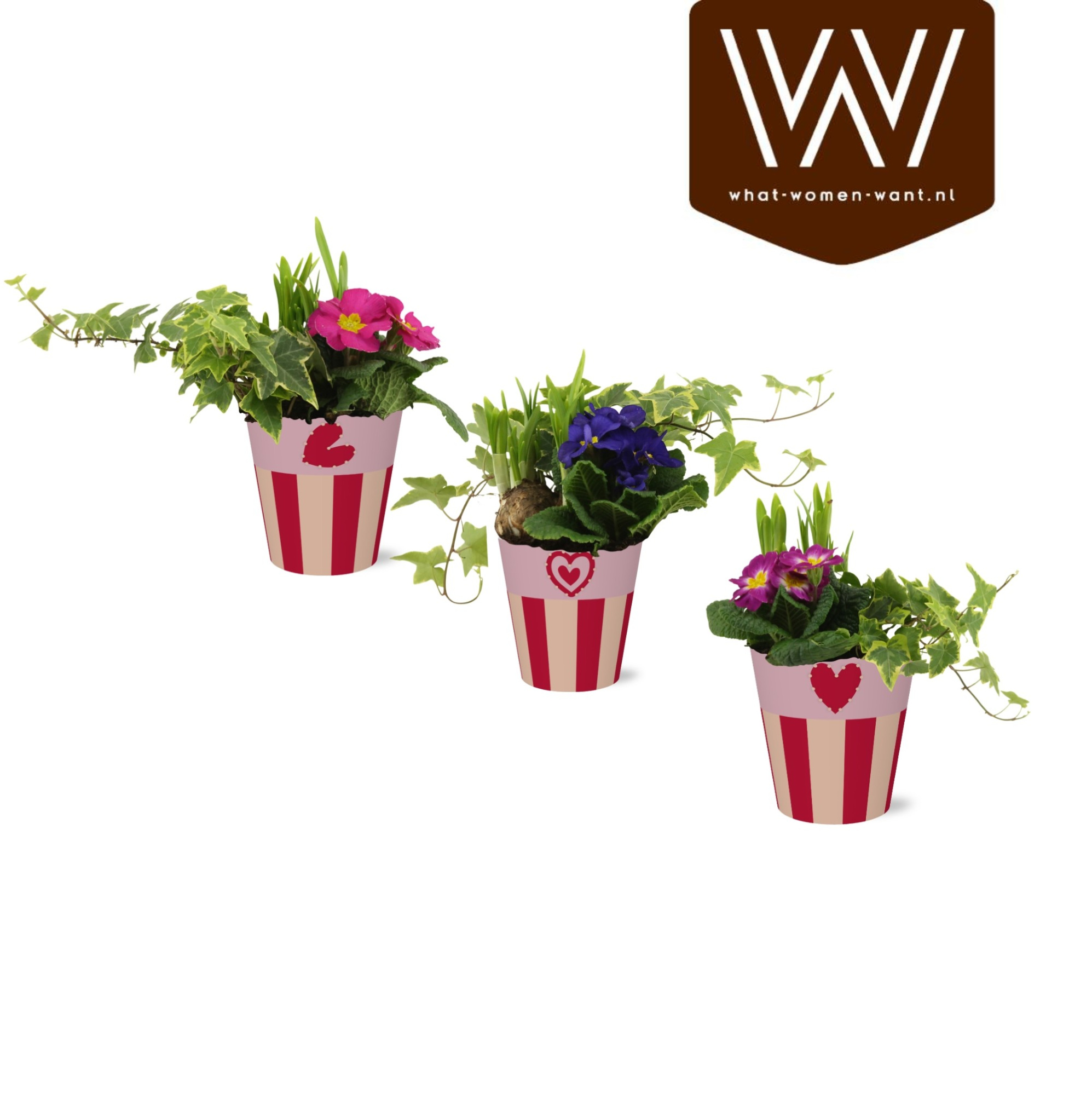 Collectie 'Sympathetic Moods' Arrangement in smartcup Romee, D 12