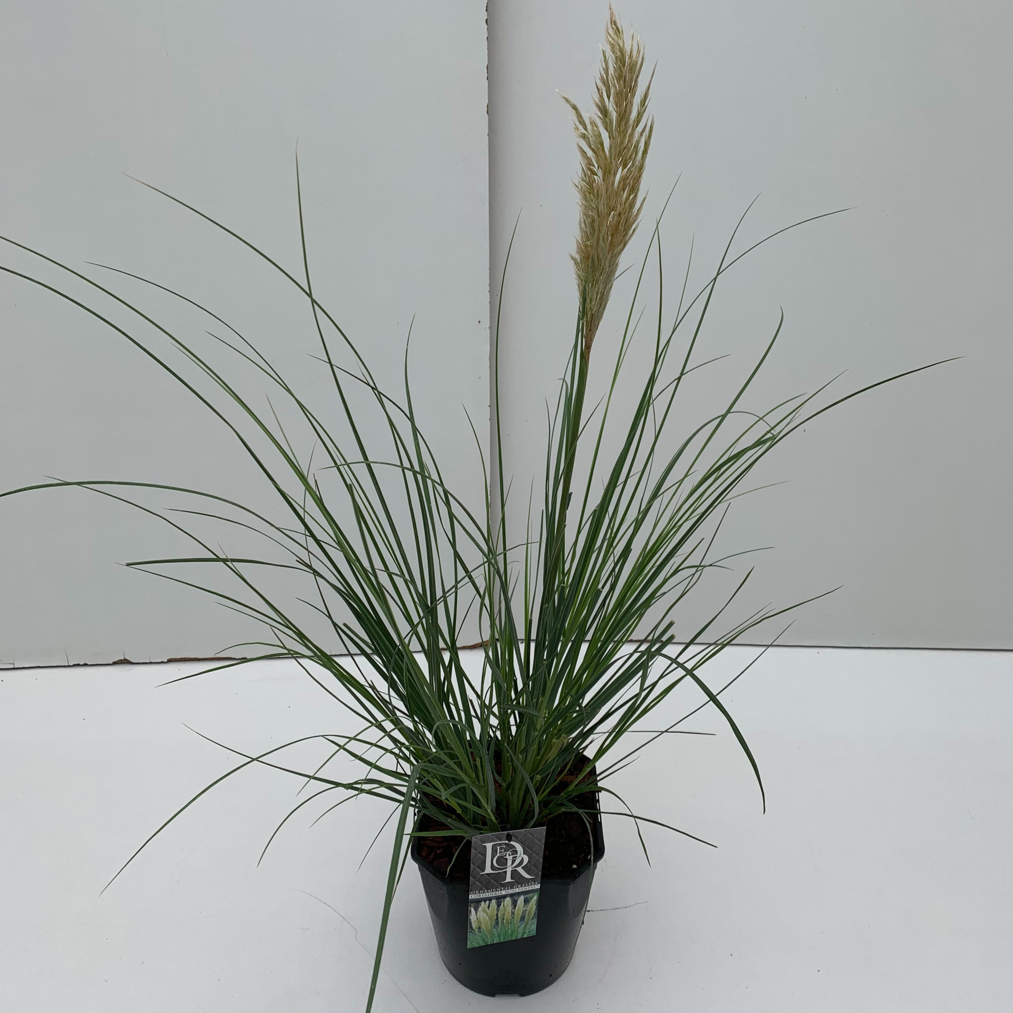 Cortaderia sell. 'Mini Pampas', D 23 cm