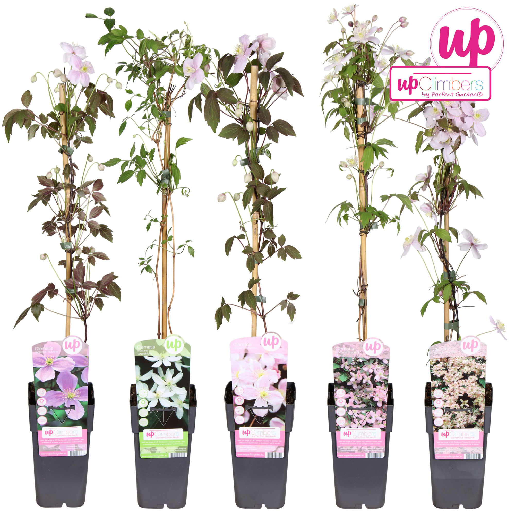 Clematis montana mix laag P15, D 15 cm