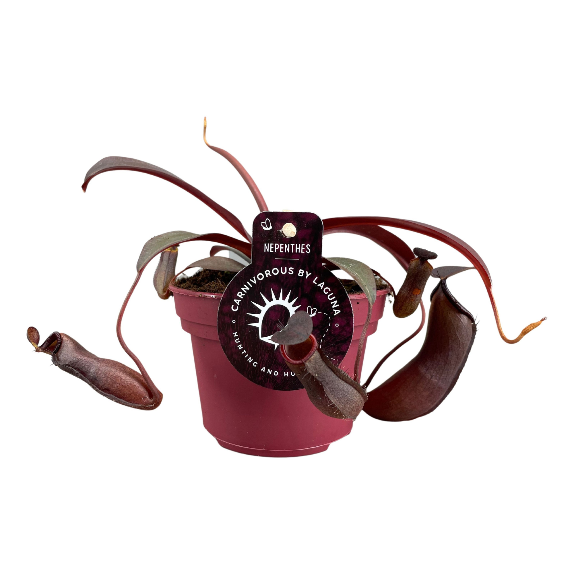 Nepenthes Rebecca Soper 12 cm, D 12