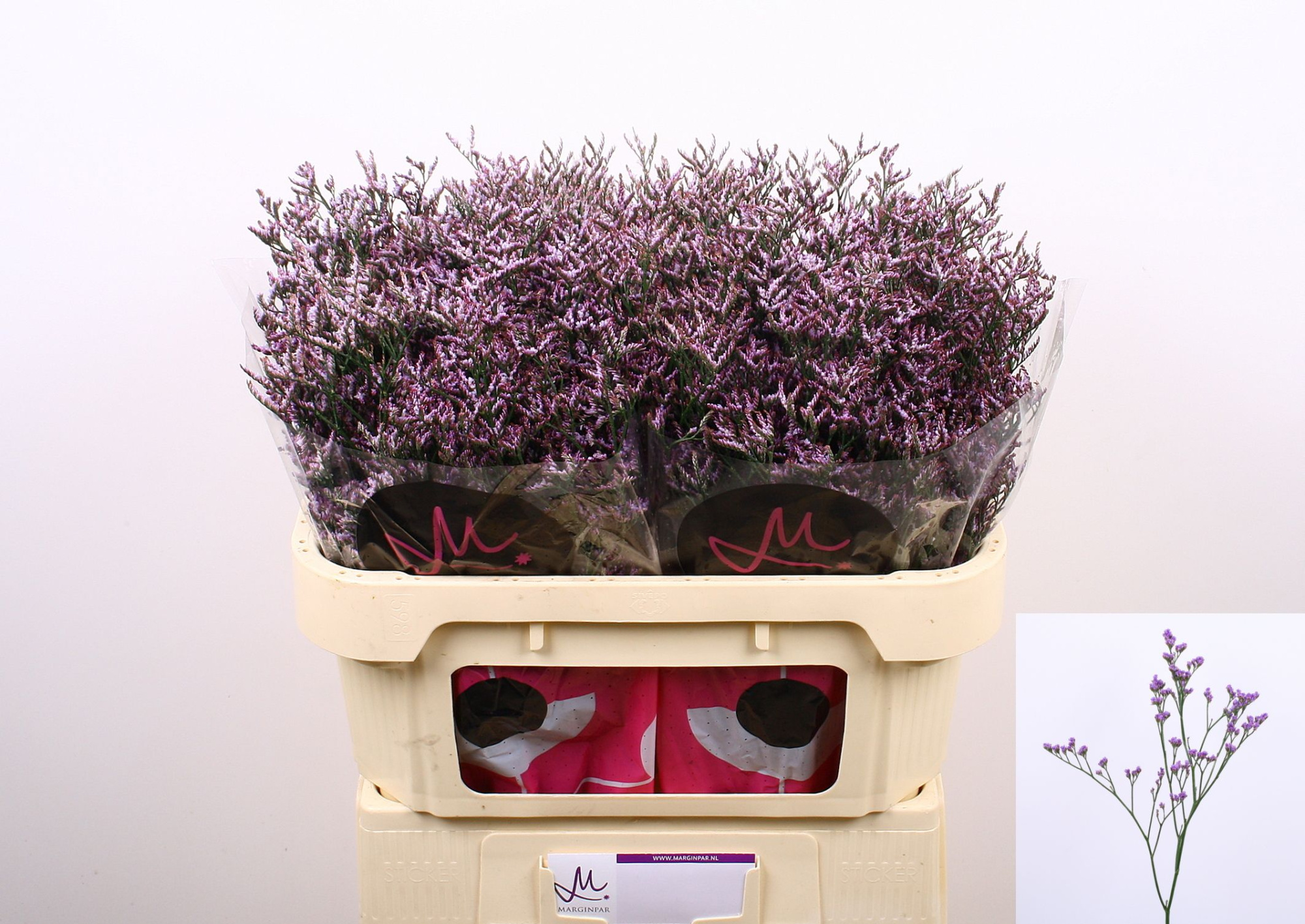 Лимониум Сафора Лилак 70, шт.