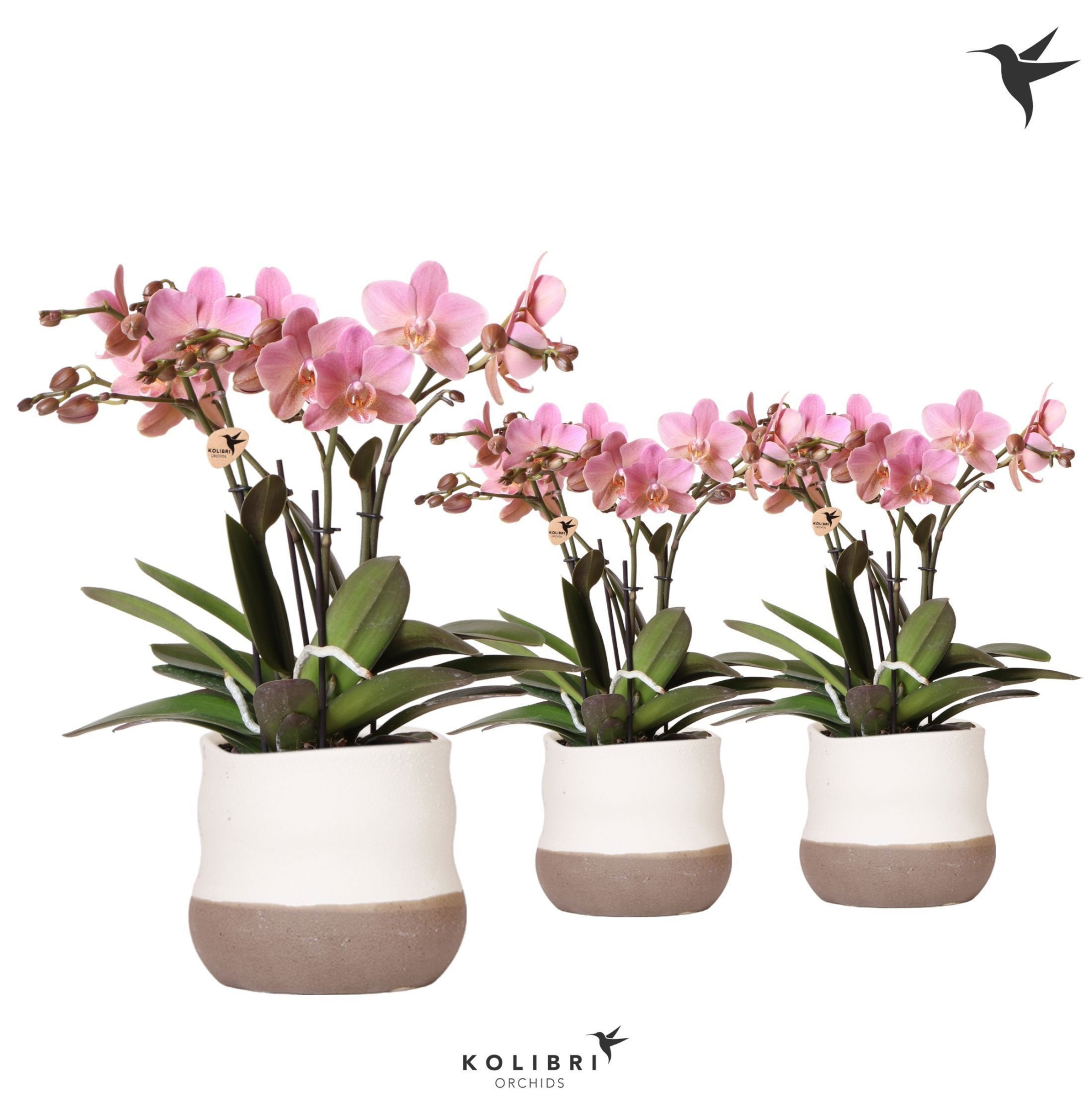 Kolibri Orchids Phalaenopsis Treviso in Imperfect Bag pot, D 12 cm