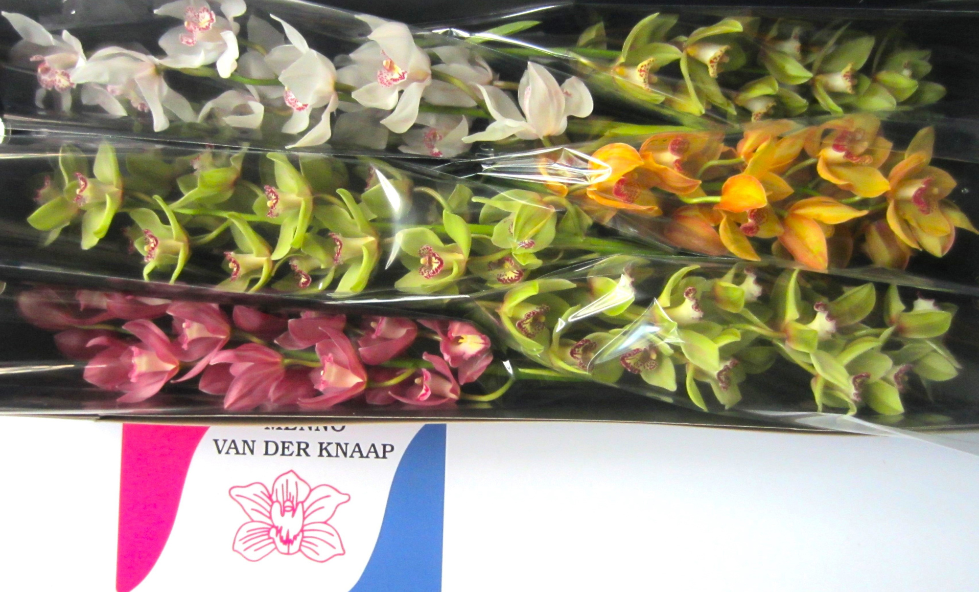 Цимбидиум Микс 80 x6, шт.