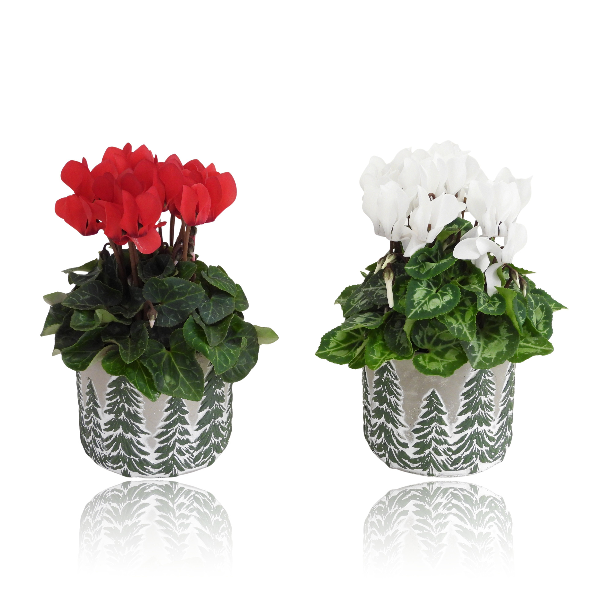 Cyclamen in Beton pot 10.5 cm Kerst, D 10,5