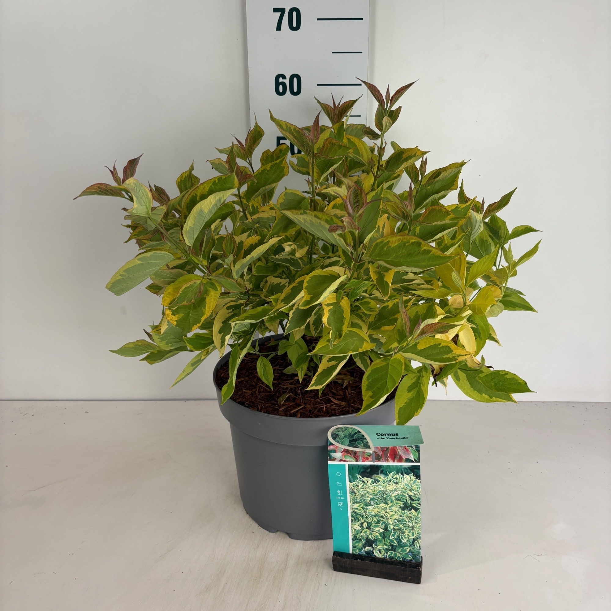 Cornus alba Gouchaultii, D 29 cm