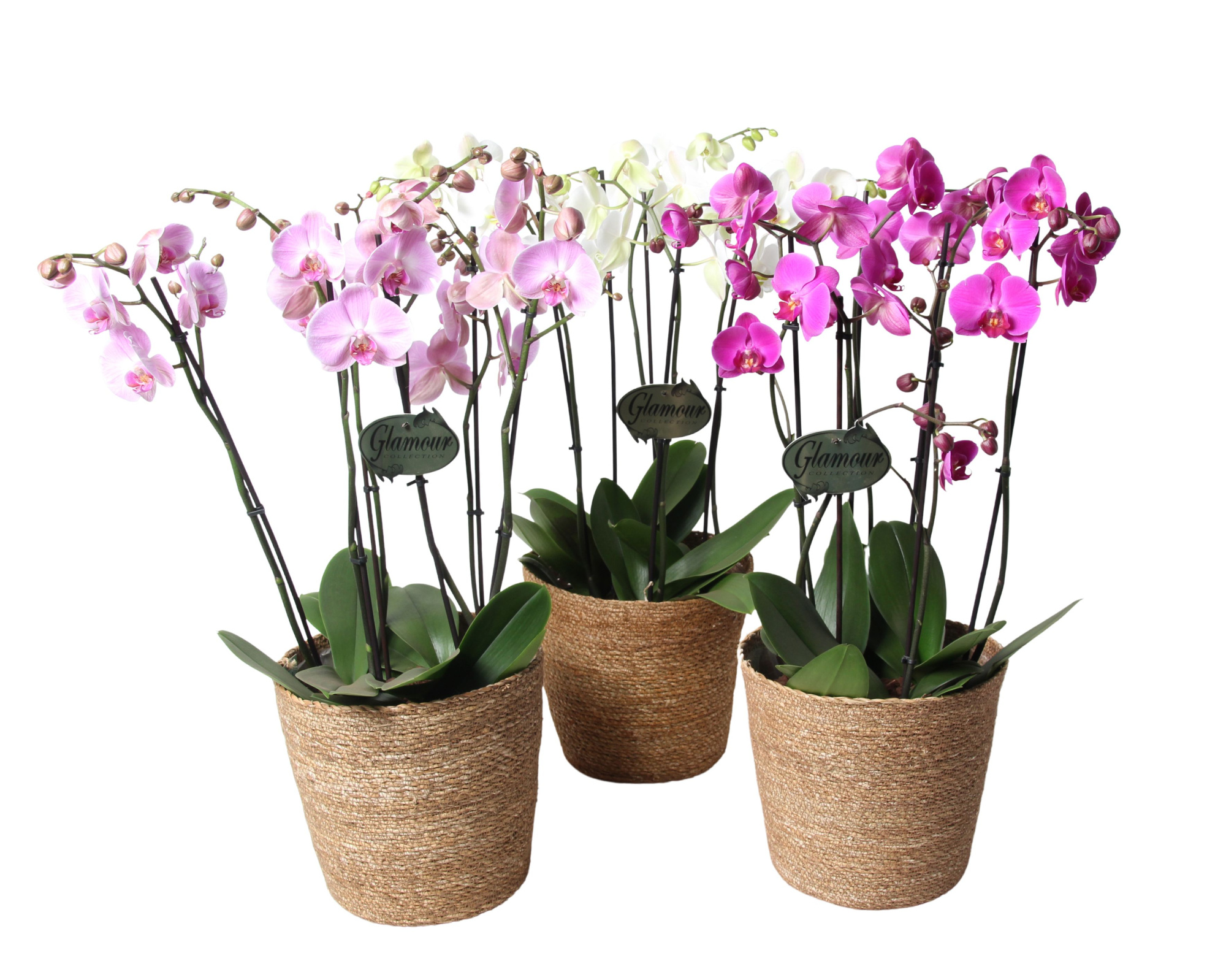 Phalaenopsis XXL 6 tk mix in natural basket, D 23