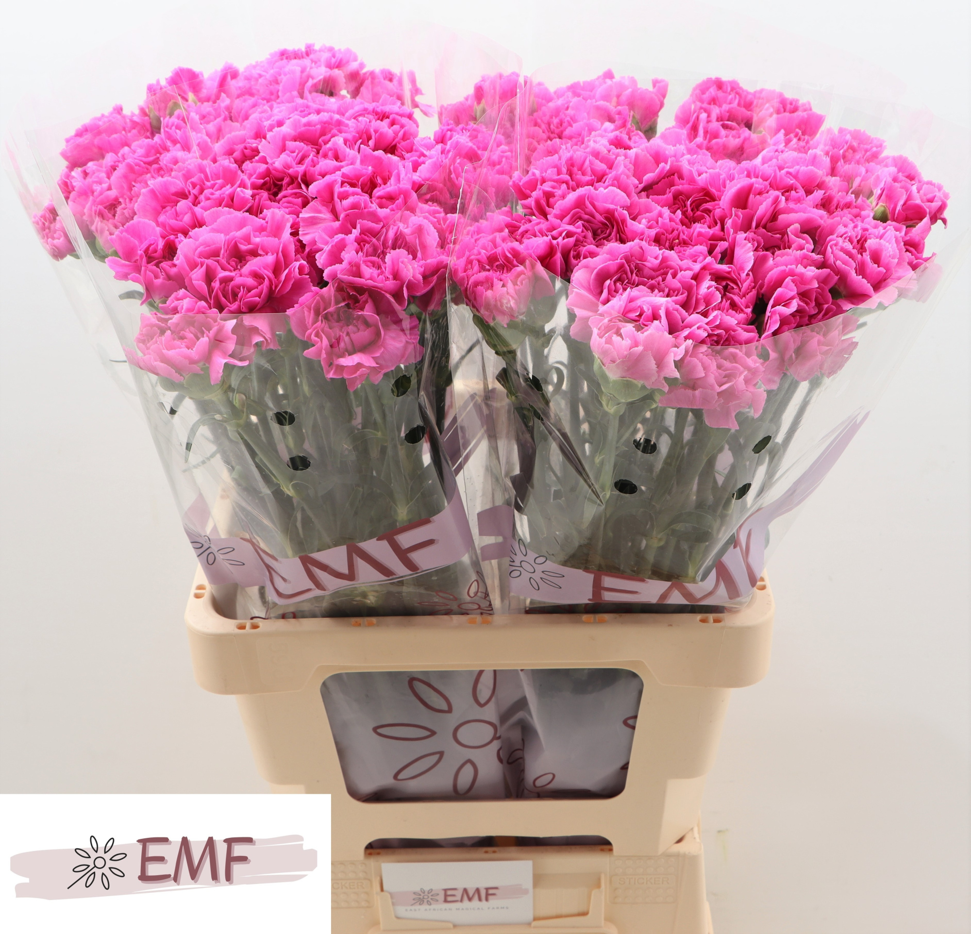 Диантус од. Фарида, шт.