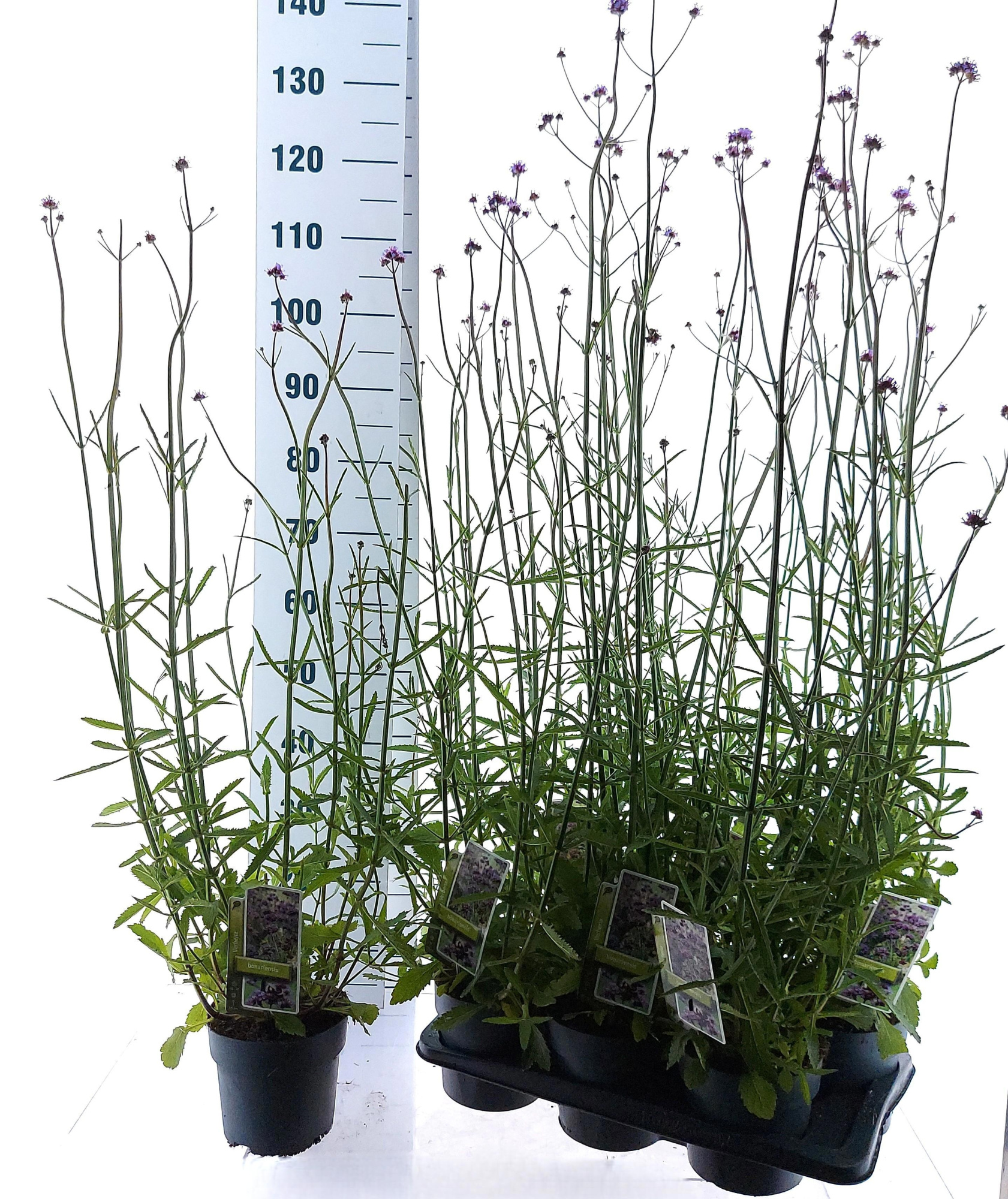 Verbena bonariensis, D 17 cm