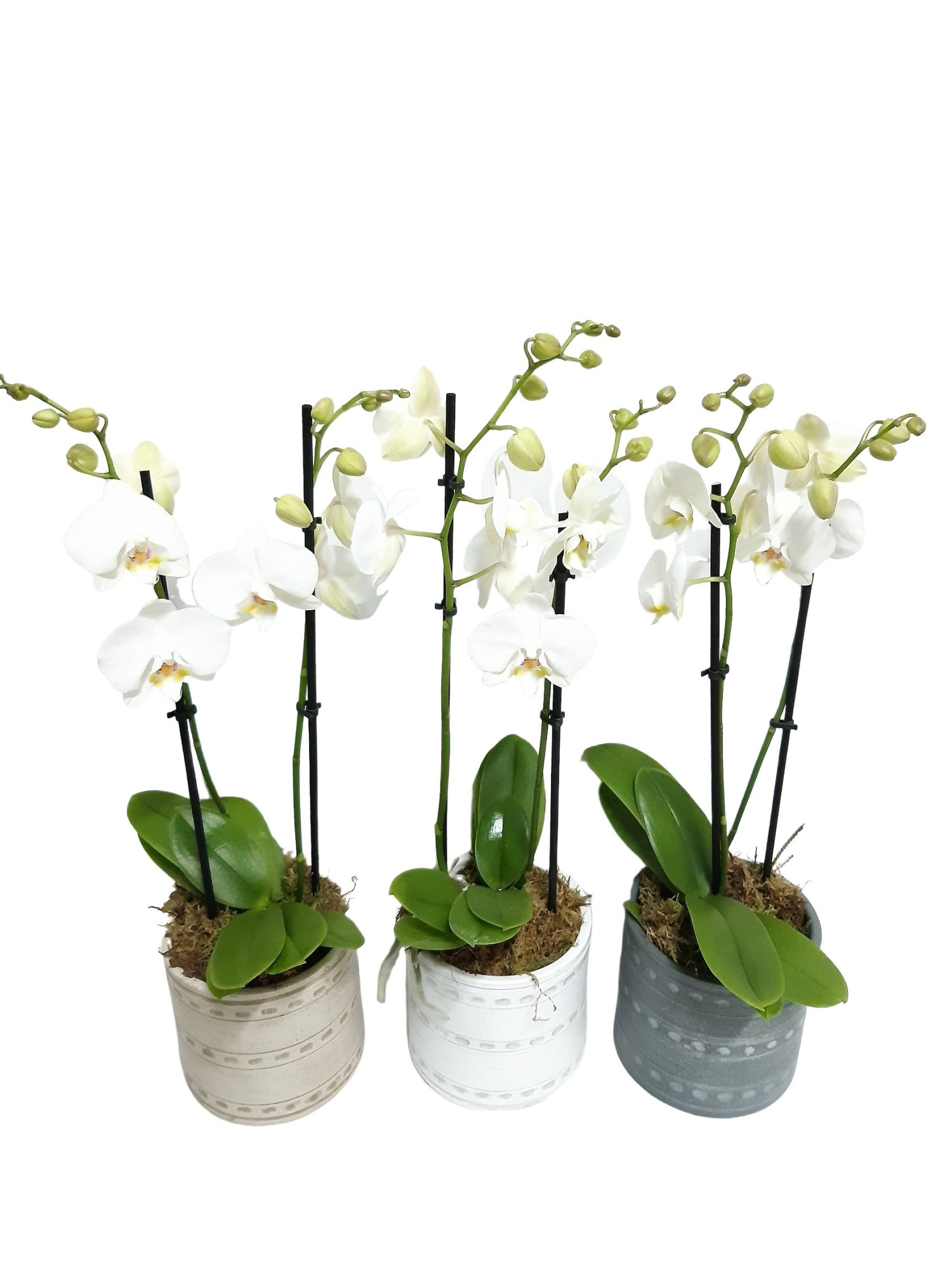 PCP14PHW Cilinderpot Mix + phal 18+ wit, D 14 cm