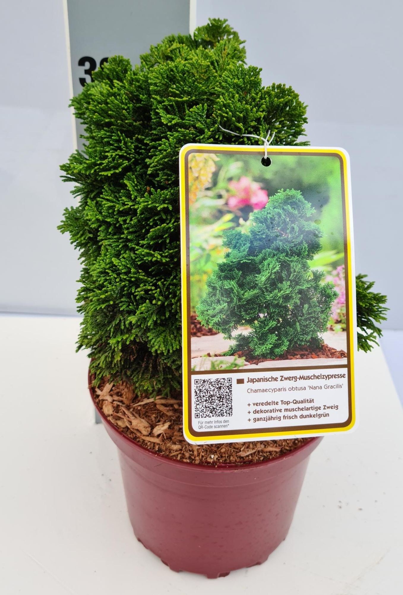 Chamaecyparis obtusa 'Nana Gracilis' C2 15-20, D 17 cm