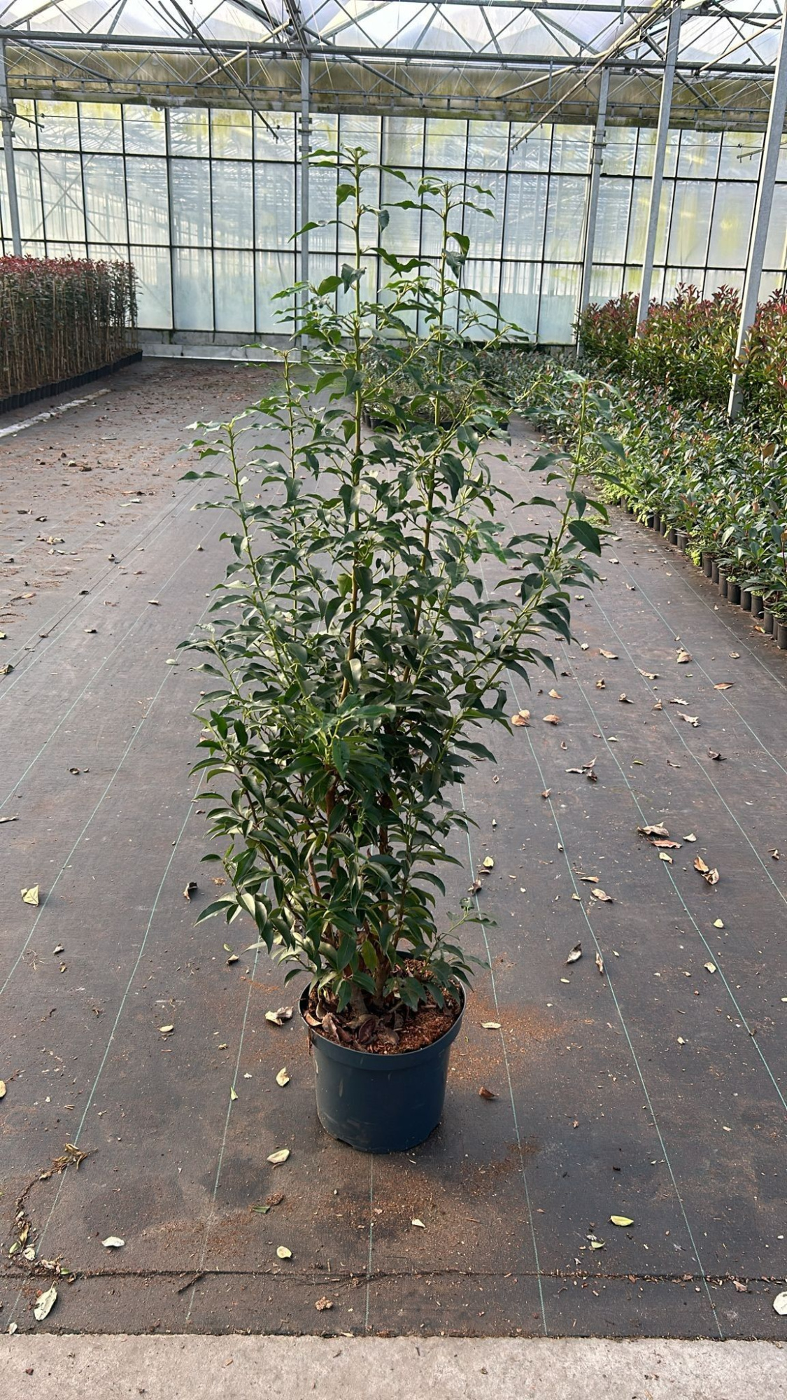 Prunus lus. 'Angustifolia', D 29 cm