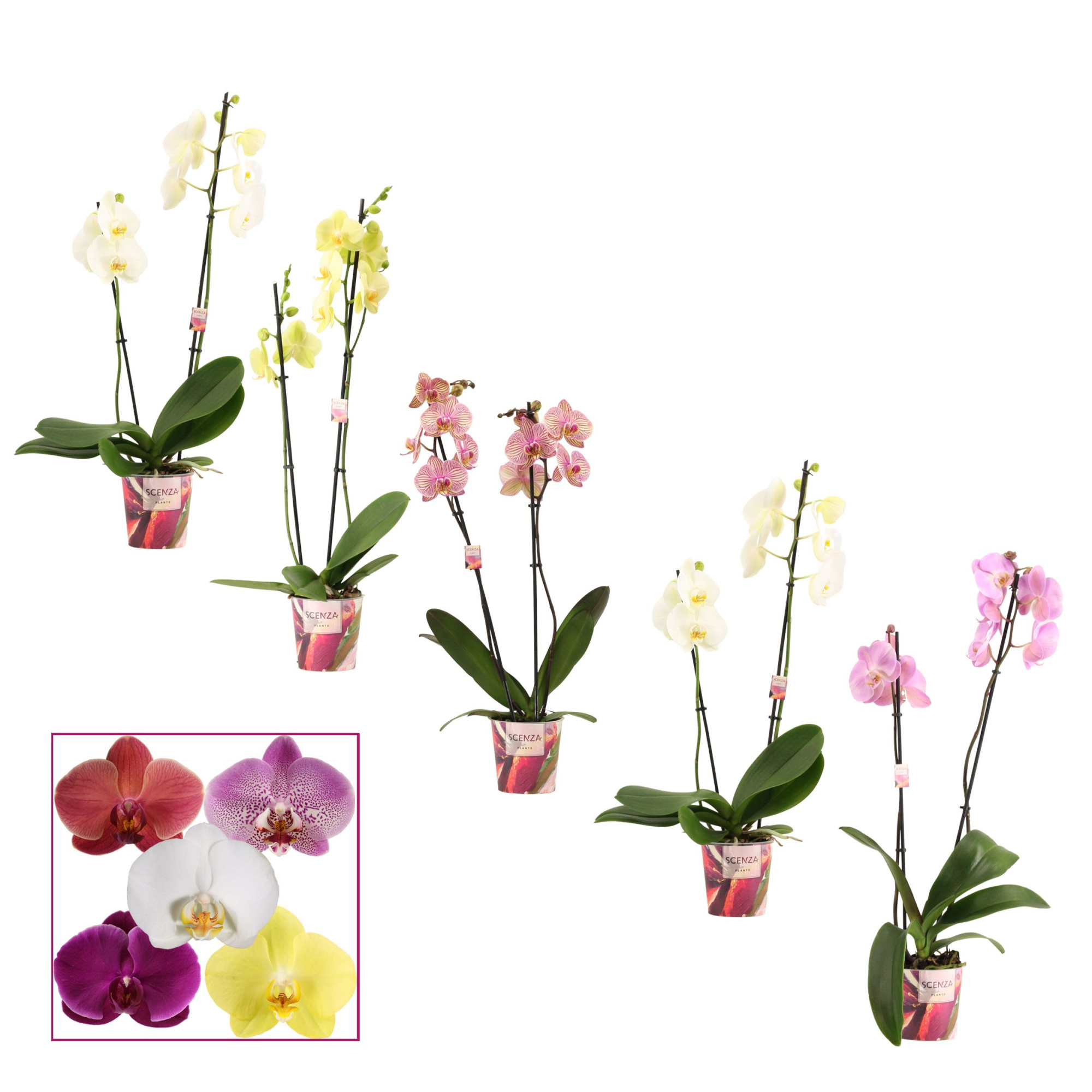 Phalaenopsis 2 tak 12+ mix basic (Scenza), D 12