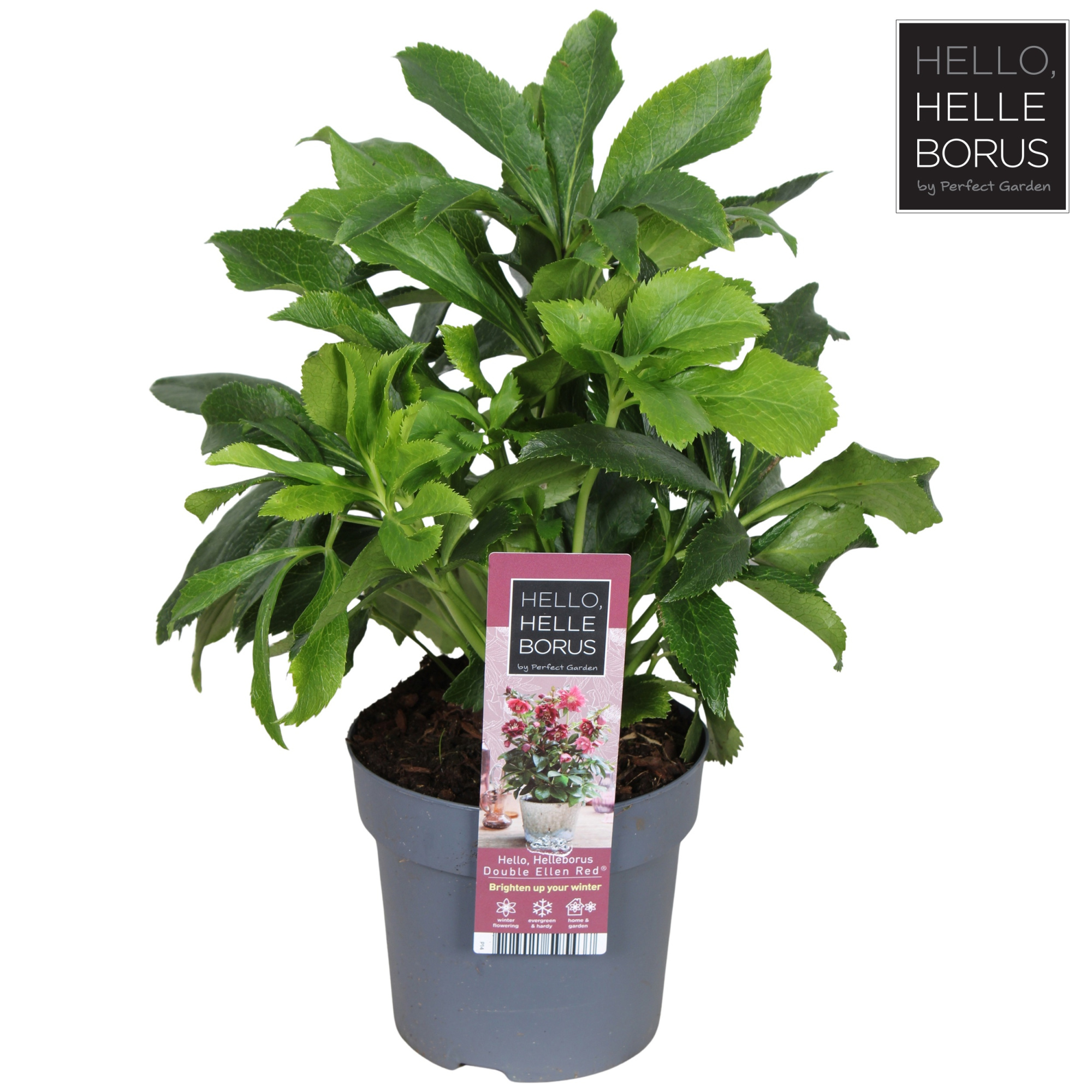 Helleborus orientalis 'Double Ellen Red' P14, D 14 cm