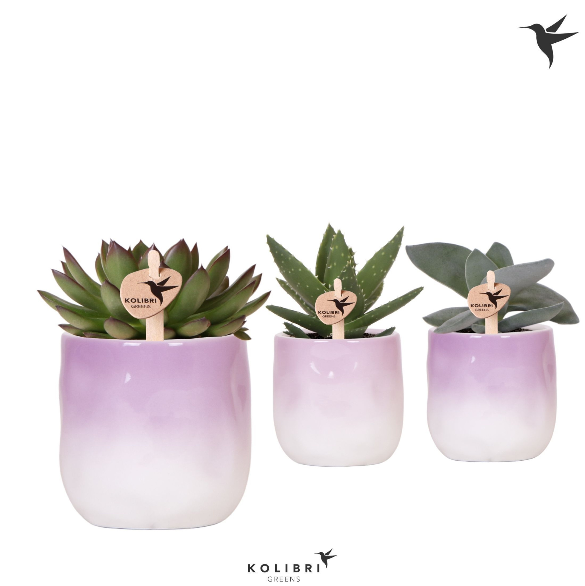 Kolibri Greens Succulenten mix in Gradience pot lila mix, D 9 cm