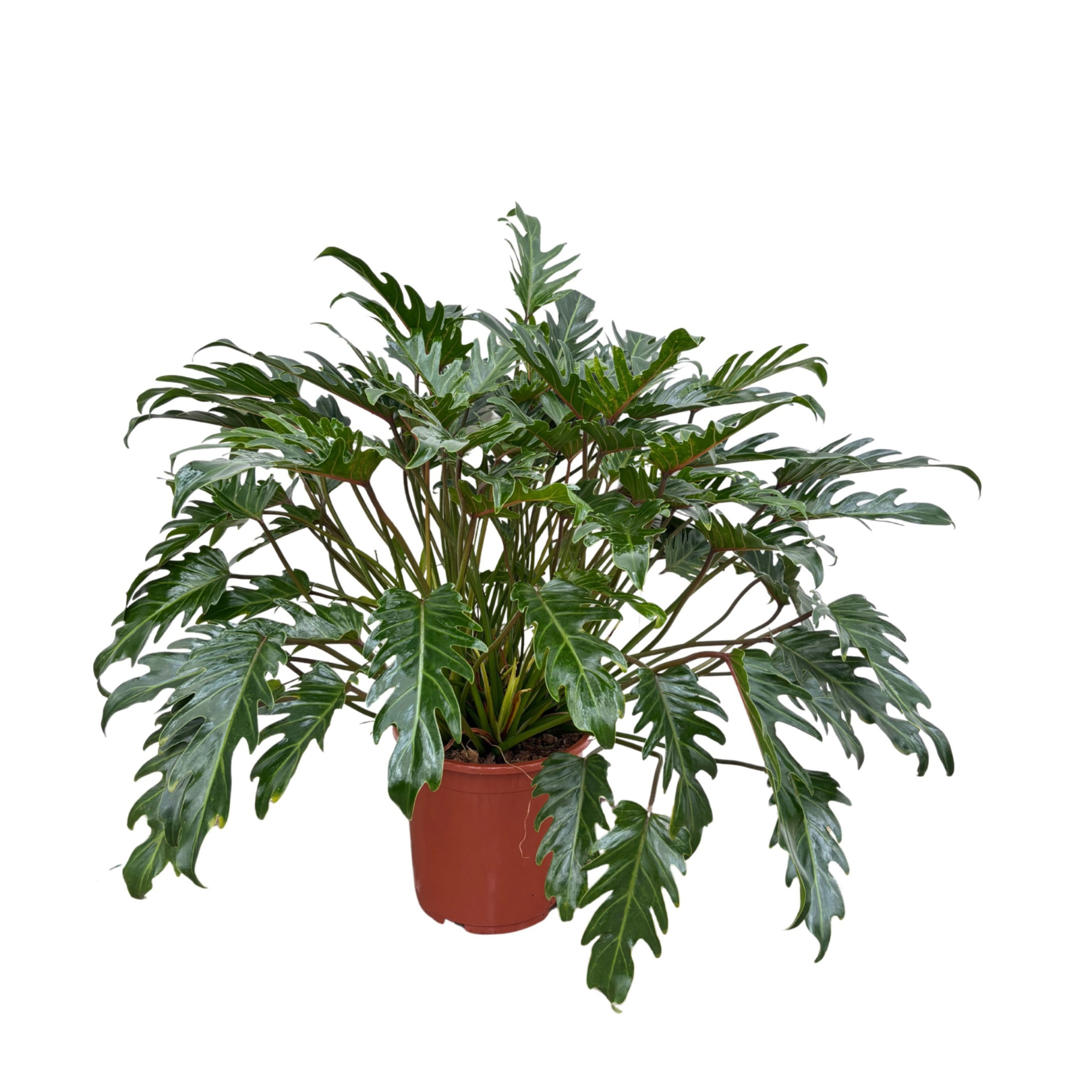 Philodendron Xanadu - 100cm, D 30 cm