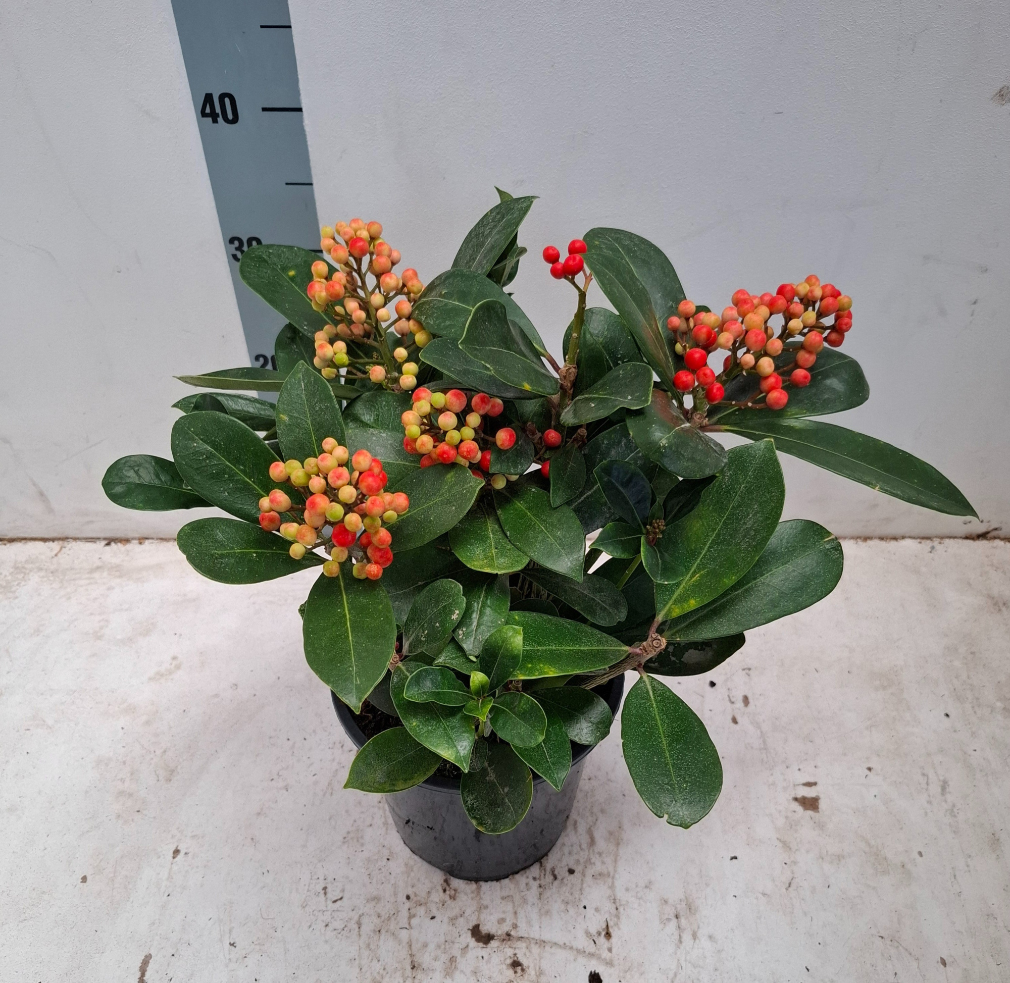 Veitchii 19cm 3+ tros, D 19 cm