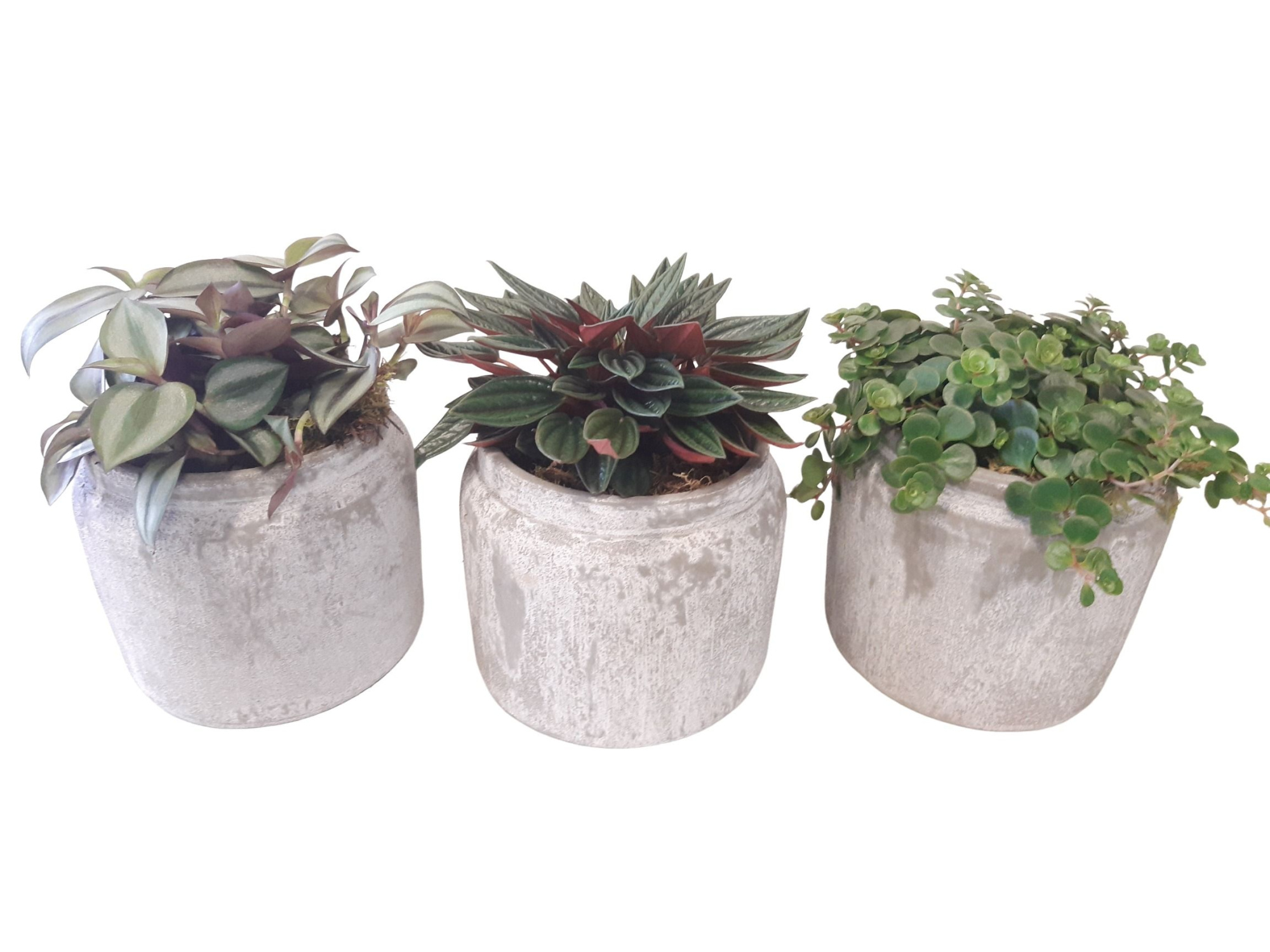 RGP16WGEM Rude Grey Pot Peperomia, Sedum, Tradescantia, D 16 cm