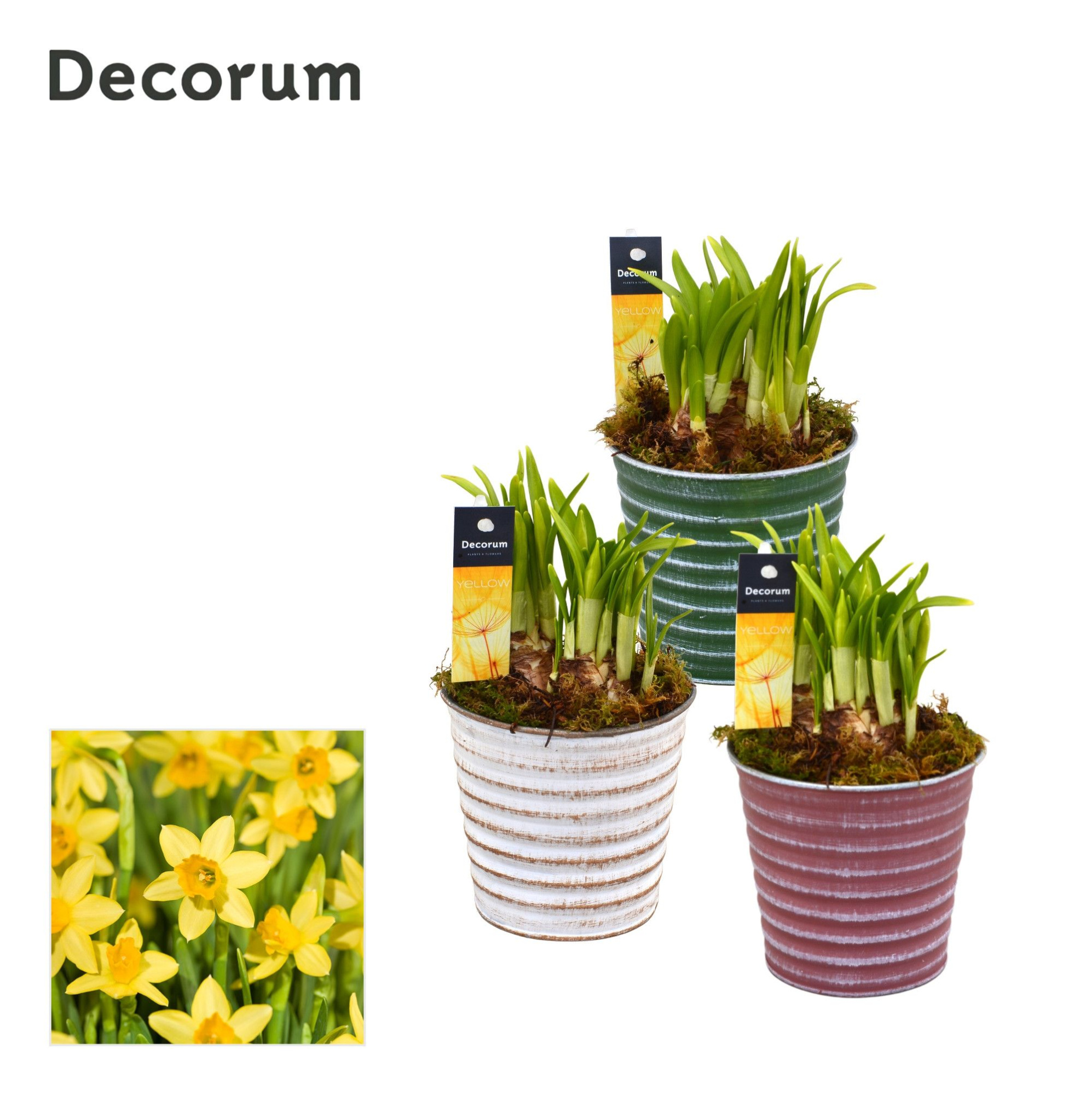 Narcis Lucia HL19883N, D 9