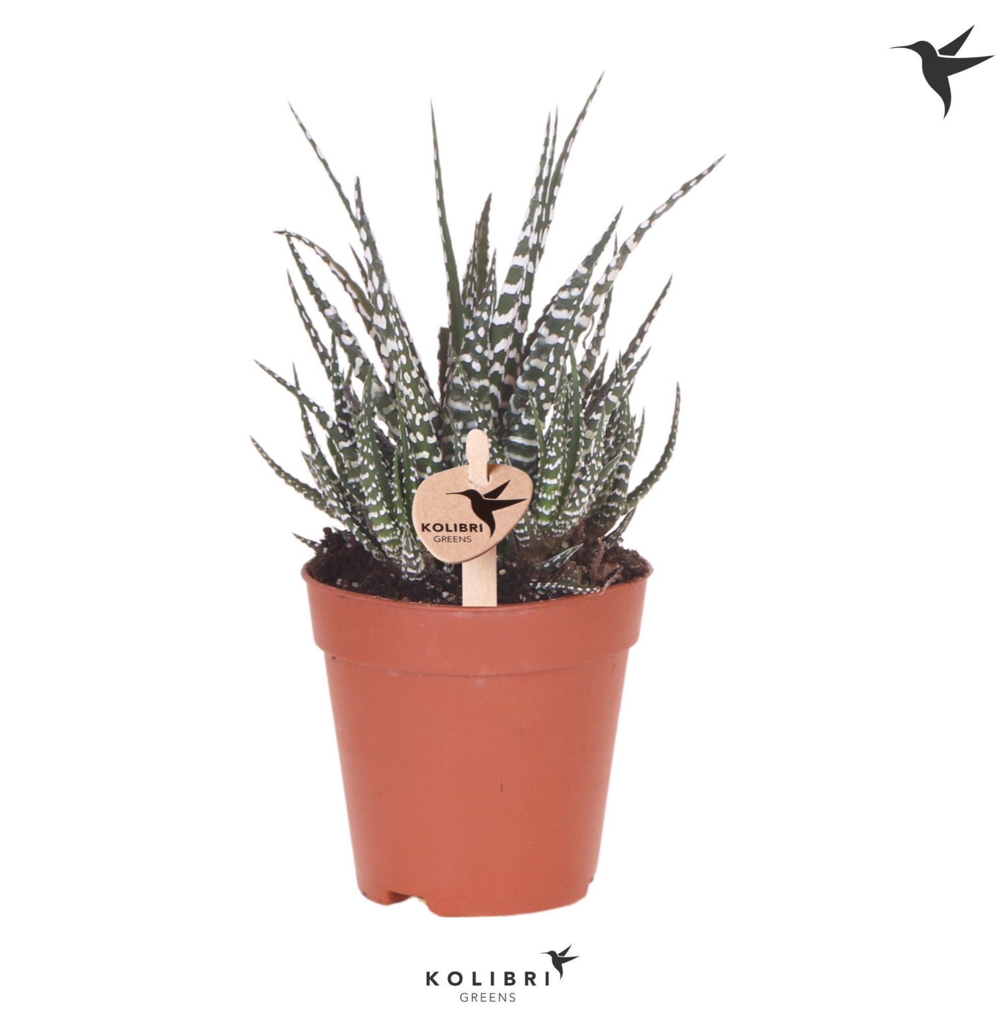 Kolibri Greens Succulenten Haworthia Big Band, D 9 cm