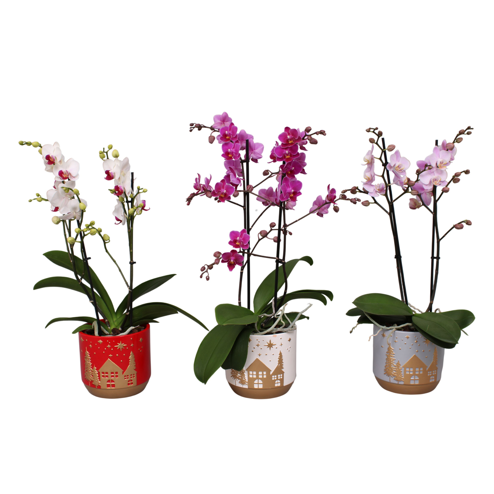 Phal. Multi 2-tak mix in keramiek BGC008 Xmas Home Sweet Home, D 12 cm