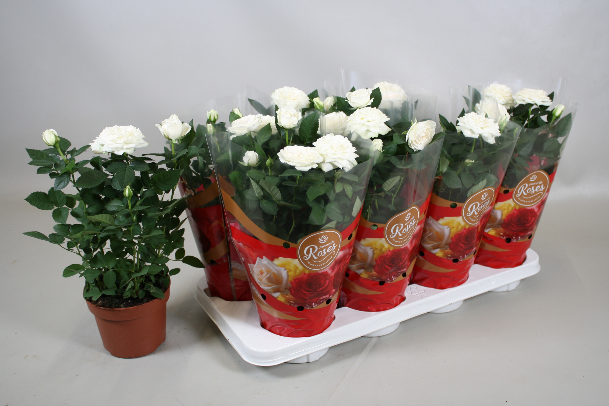 Rosa Favourite Roses White+seizoenshoes, D 13