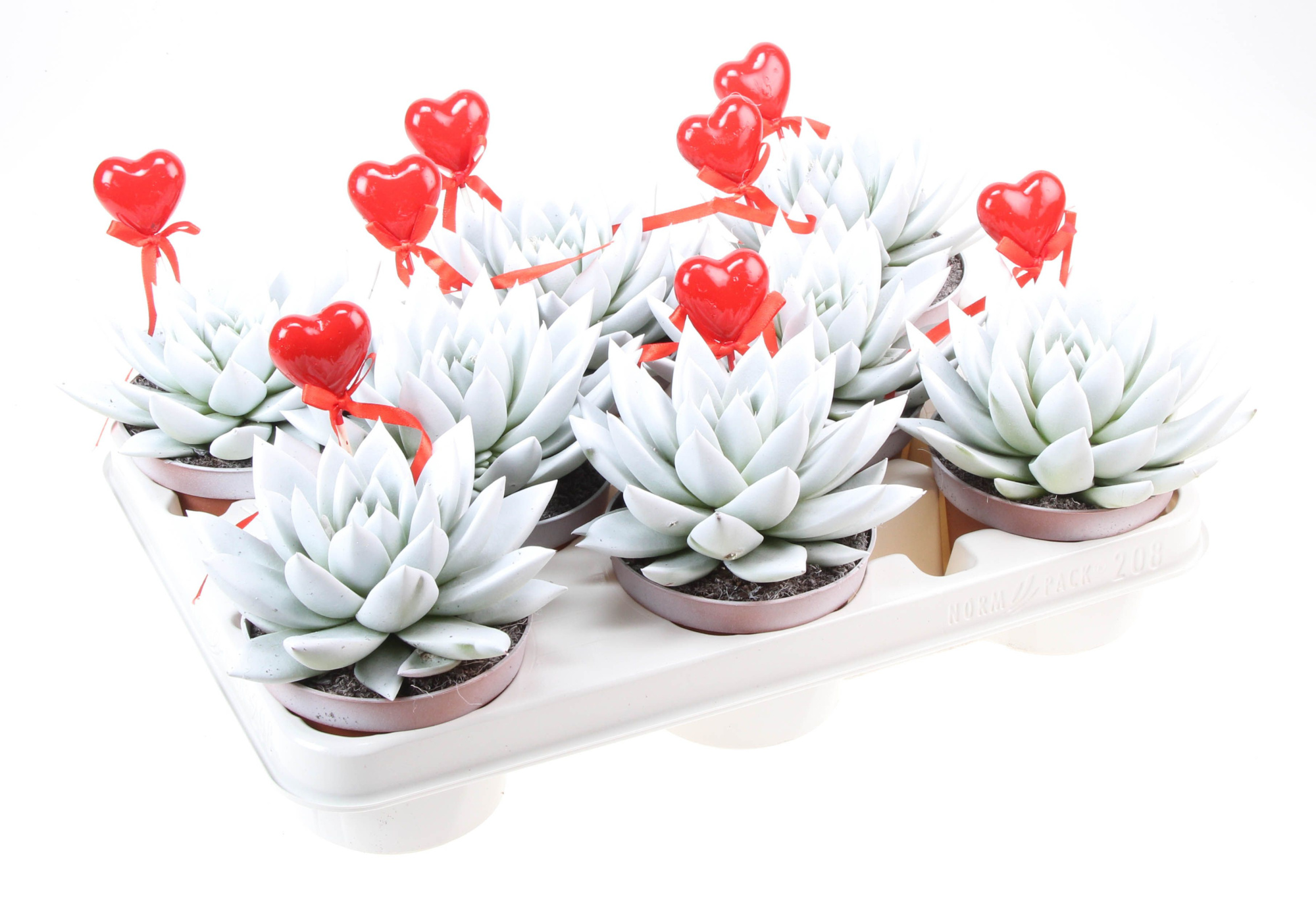 Miranda wit+hartje, D 10,5 cm