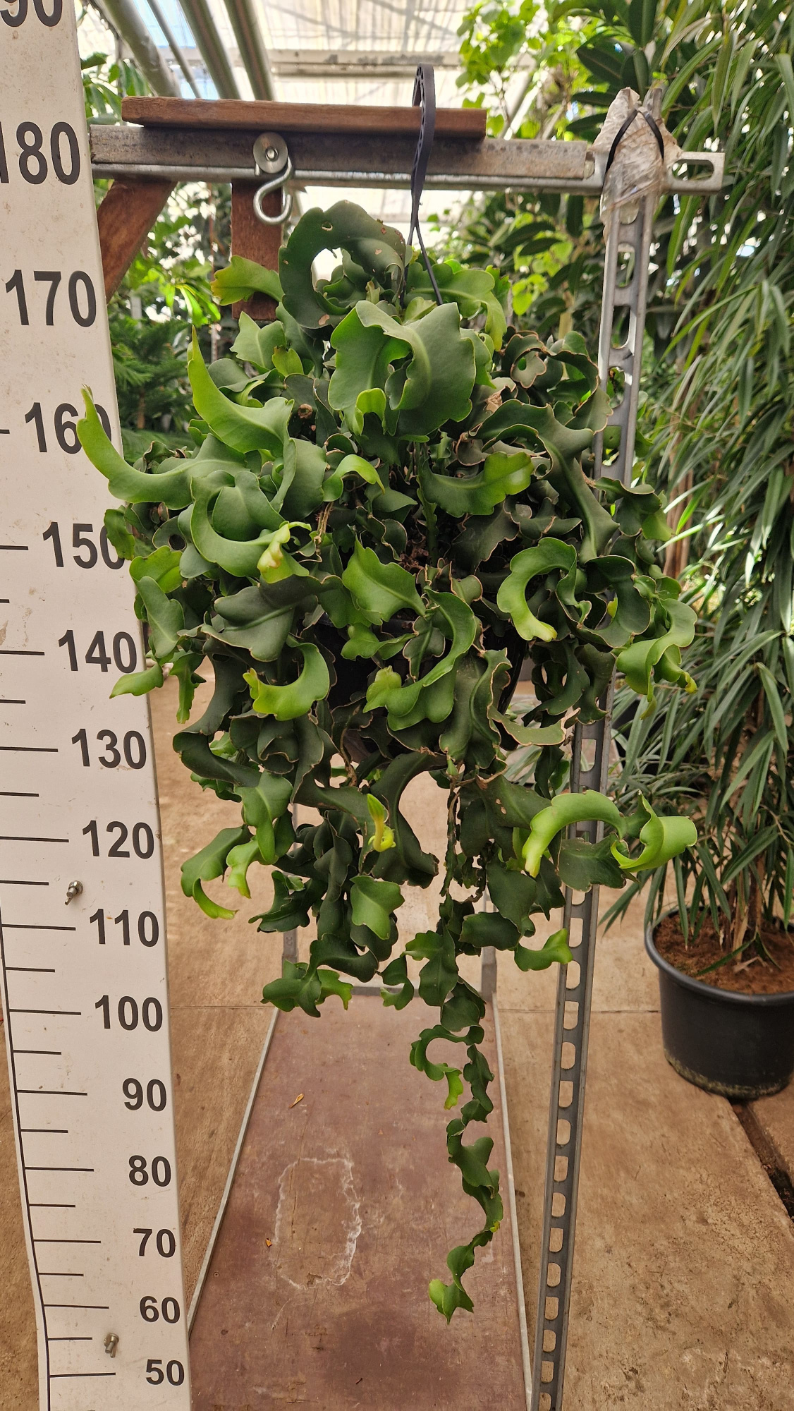 Epiphyllum guatemalense subsp. monstrose hangplant, D 27 cm