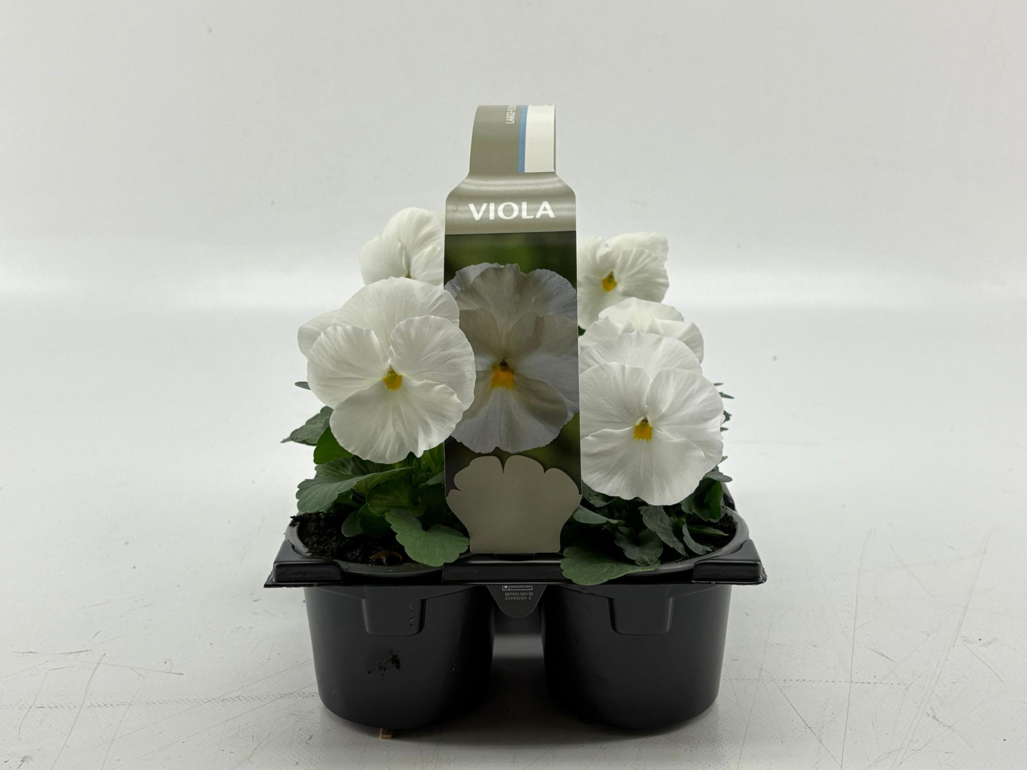 Sixpack Viola F1 White, D 9 cm