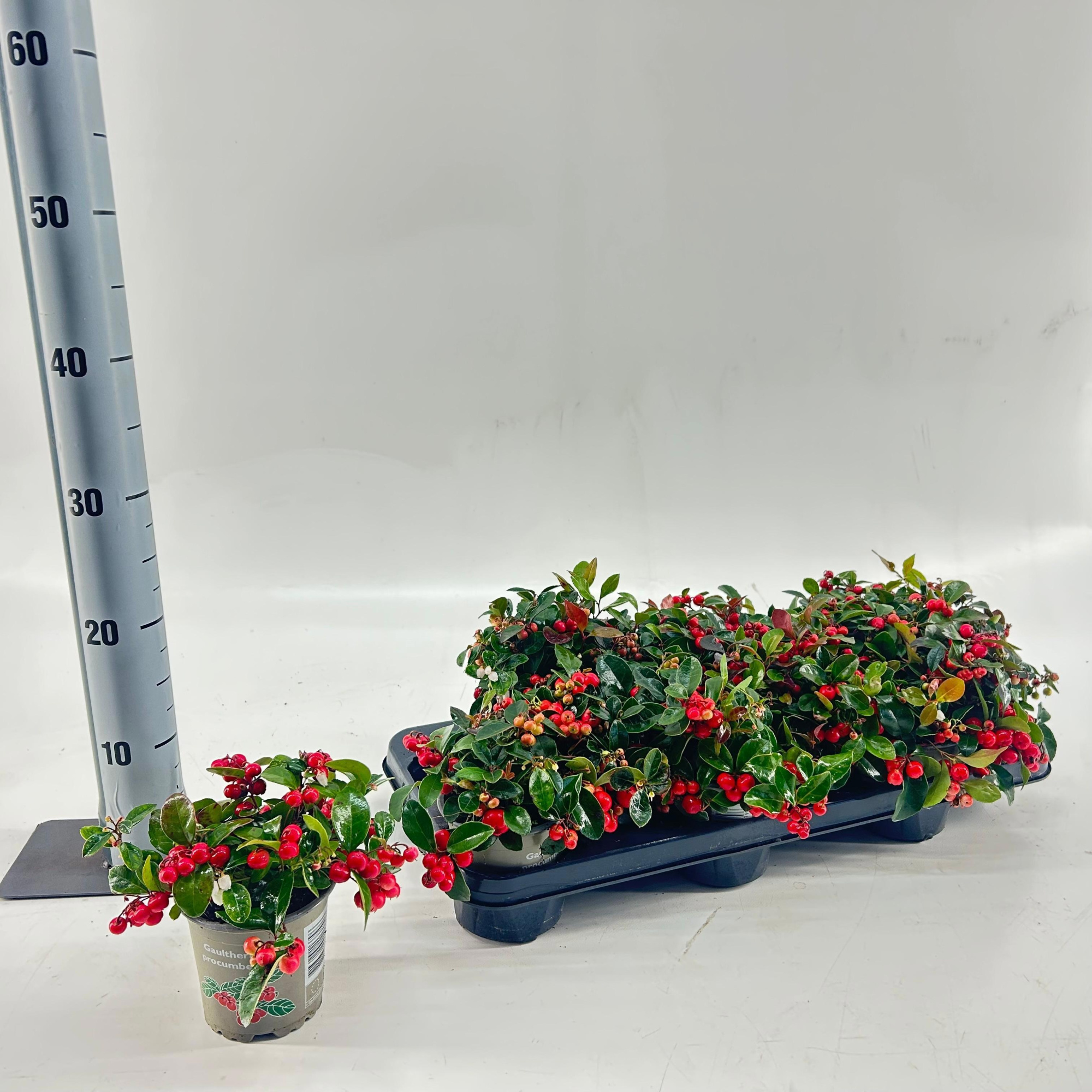 Gaultheria procumbens 'Big Berry', D 10,5 cm