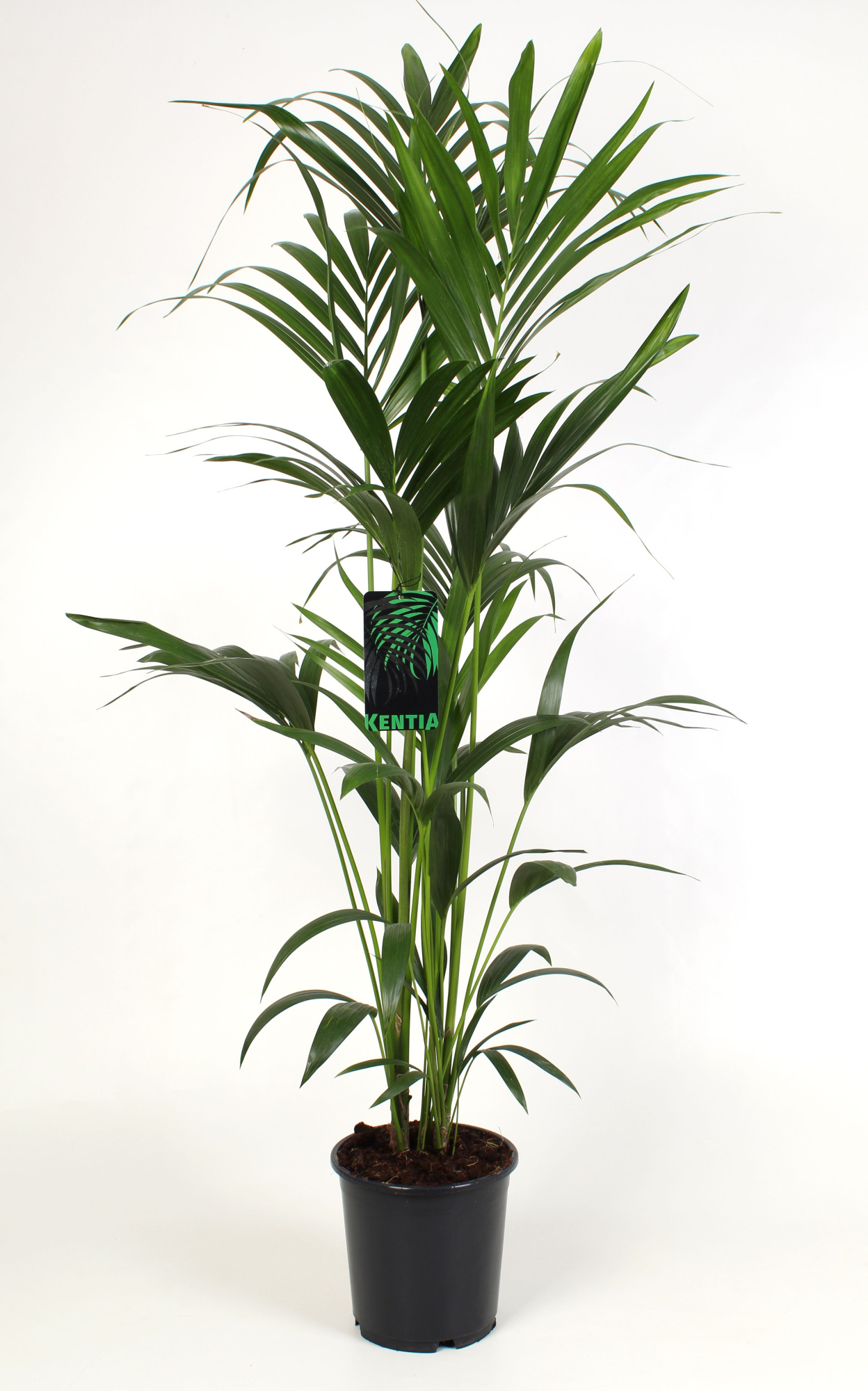 Kentia Howea Forsteriana 24 cm 140 cm hoog, D 24